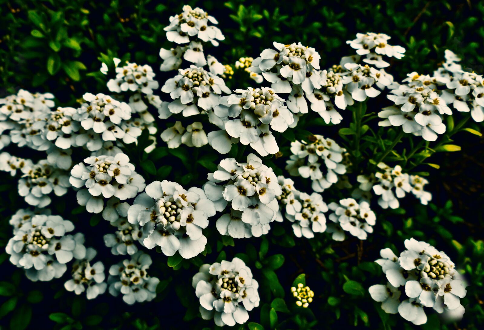 Panasonic Lumix DMC-FZ1000 sample photo. Candytuft, flowers, white flowers photography