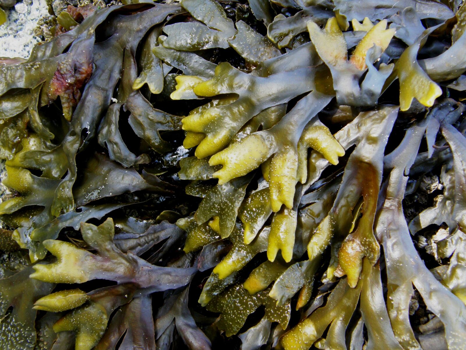 Olympus SP550UZ sample photo. Kelp, seaweed, sea photography