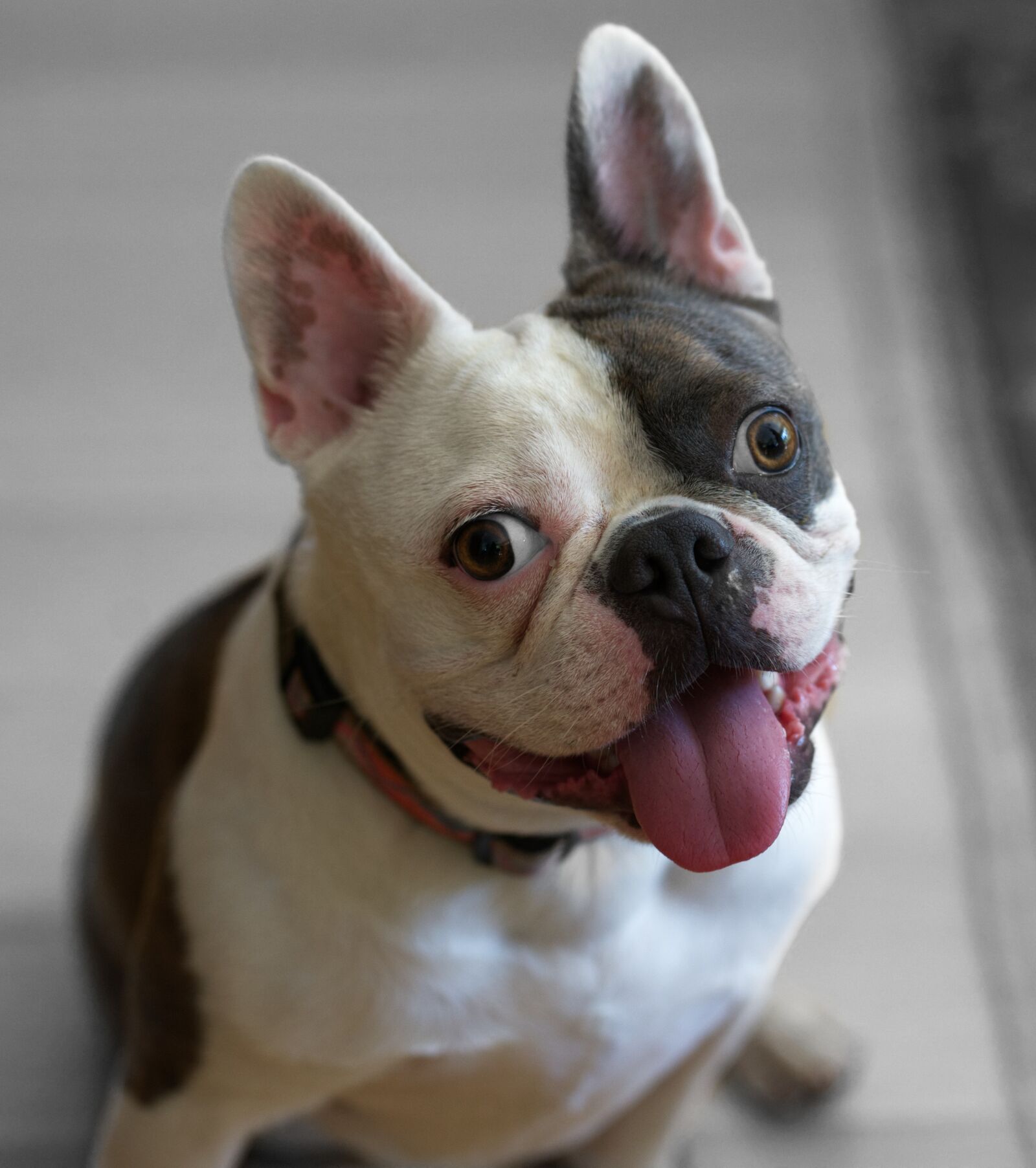 Nikon D610 sample photo. Bulldog, puppy, happy photography