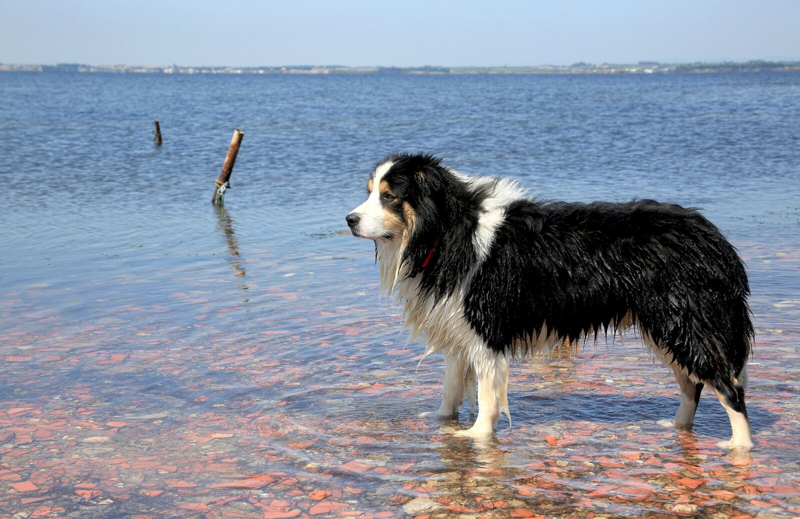 Canon EOS 5D Mark III + Canon EF 28-135mm F3.5-5.6 IS USM sample photo. Dog, water, nature photography