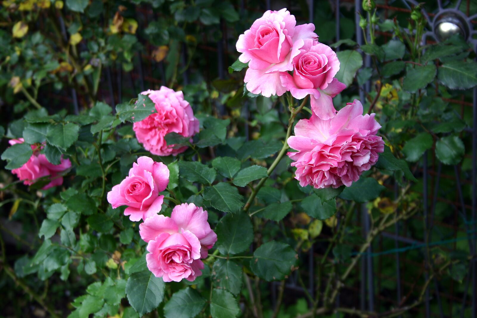 Canon EOS 300D (EOS Digital Rebel / EOS Kiss Digital) sample photo. Roses, flowers, beauty photography