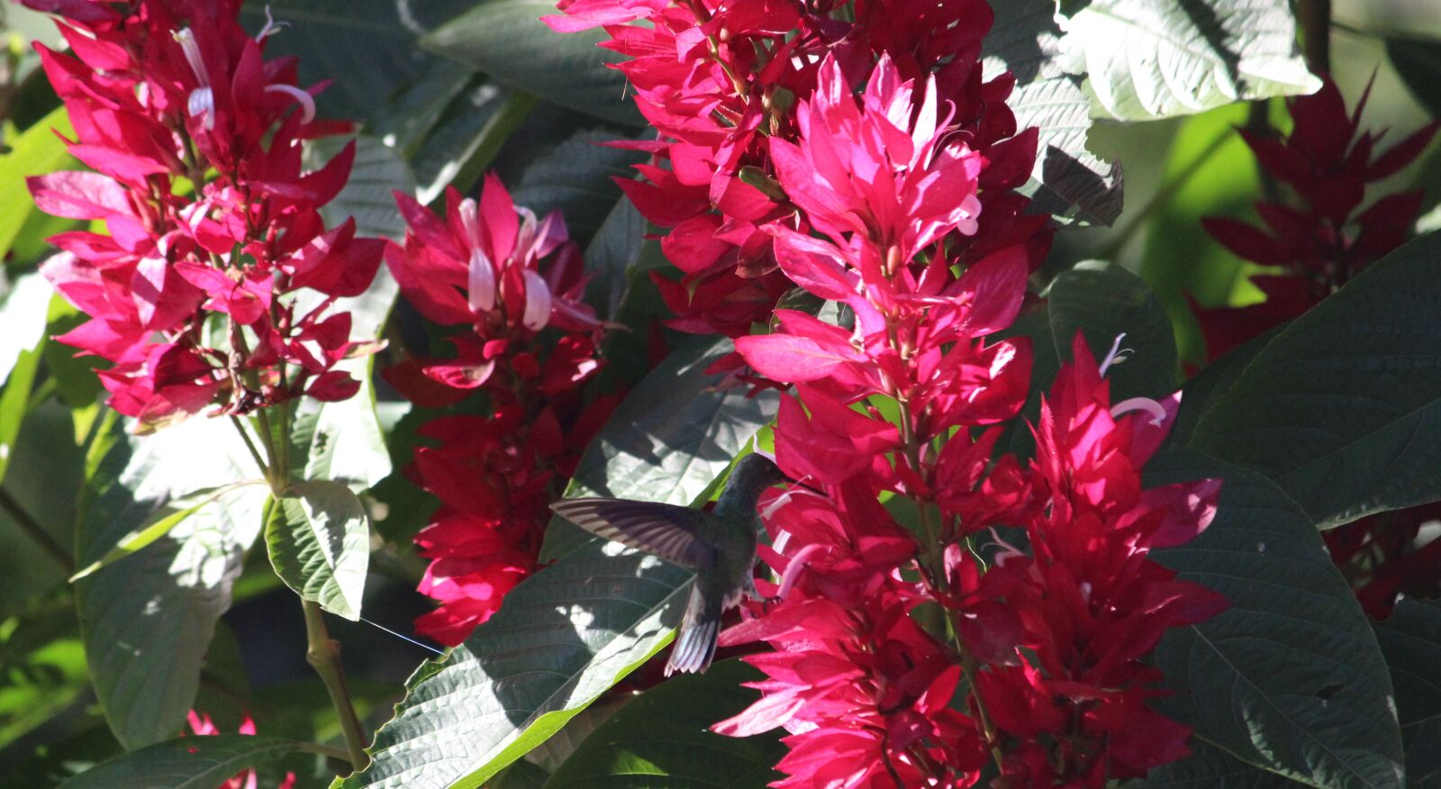 Canon EOS 1300D (EOS Rebel T6 / EOS Kiss X80) sample photo. Hummingbird, nature, bird photography