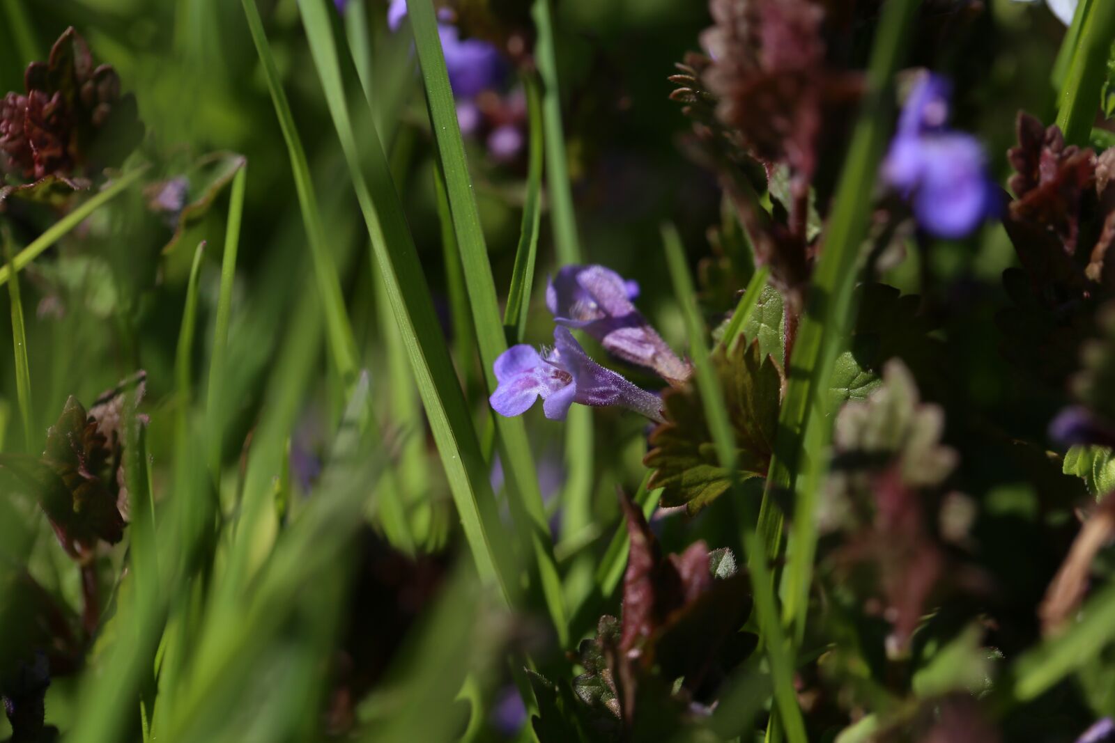 Canon EF 100mm F2.8L Macro IS USM sample photo. Grass, meadow, flowers photography