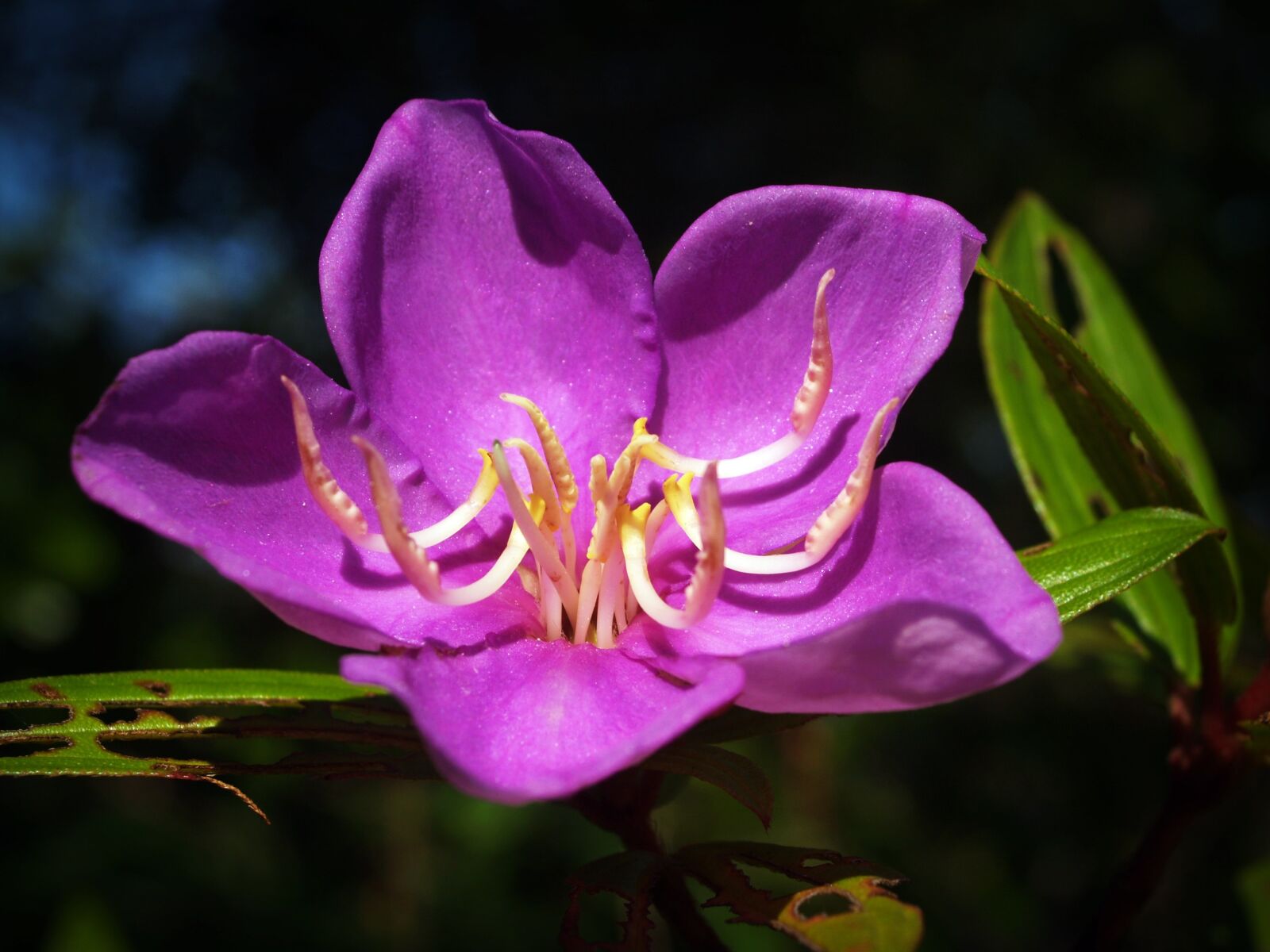 Olympus E-300 (EVOLT E-300) sample photo. Flower, blur, cosmos photography