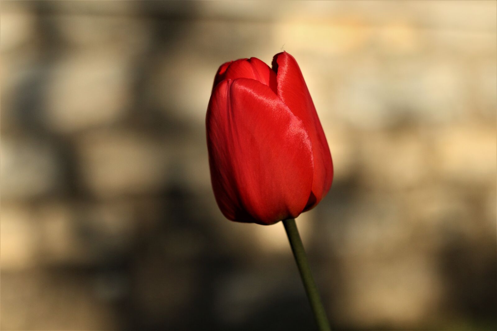 Canon EOS 70D + Canon EF 50mm F1.8 II sample photo. Tulip, red, tulip spring photography