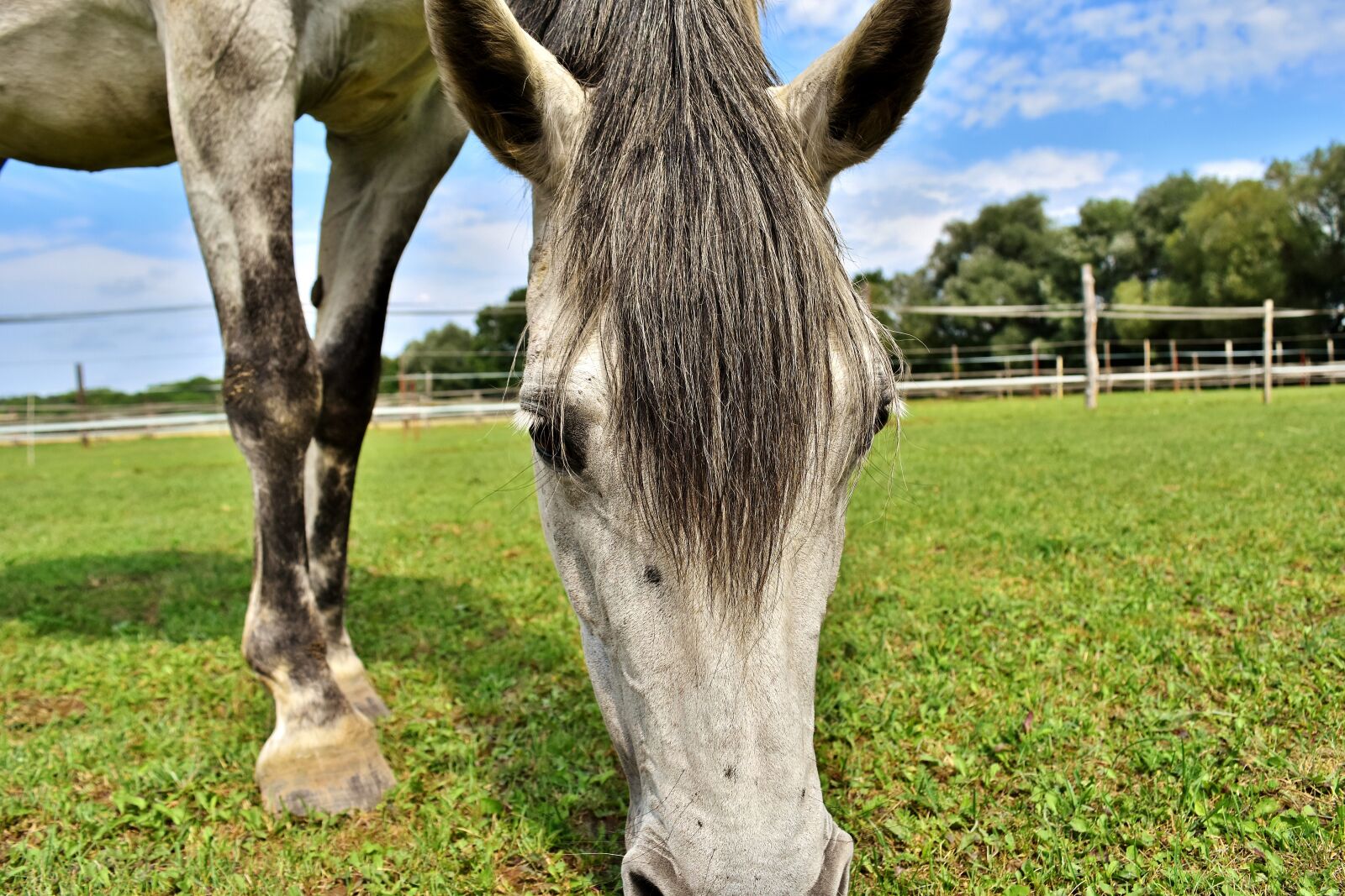 Nikon D7200 sample photo. Mold, horse, meadow photography