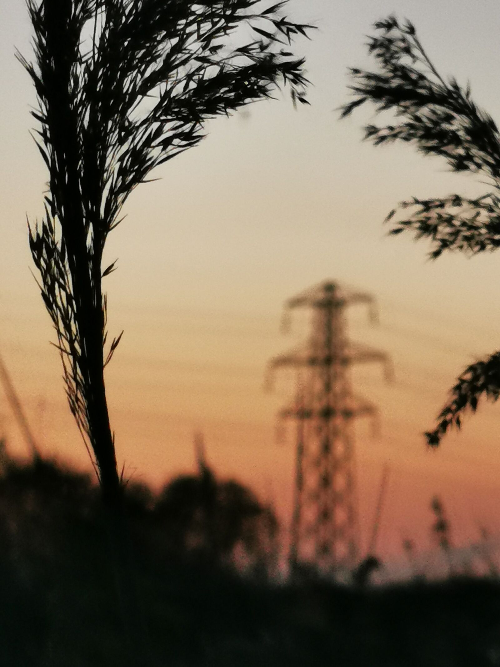 HUAWEI P30 Pro sample photo. Tunnel, sunset, reeds photography