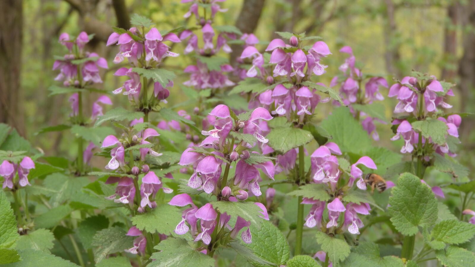 Nikon Coolpix P610 sample photo. Hluchavka speckled, lamium maculatum photography