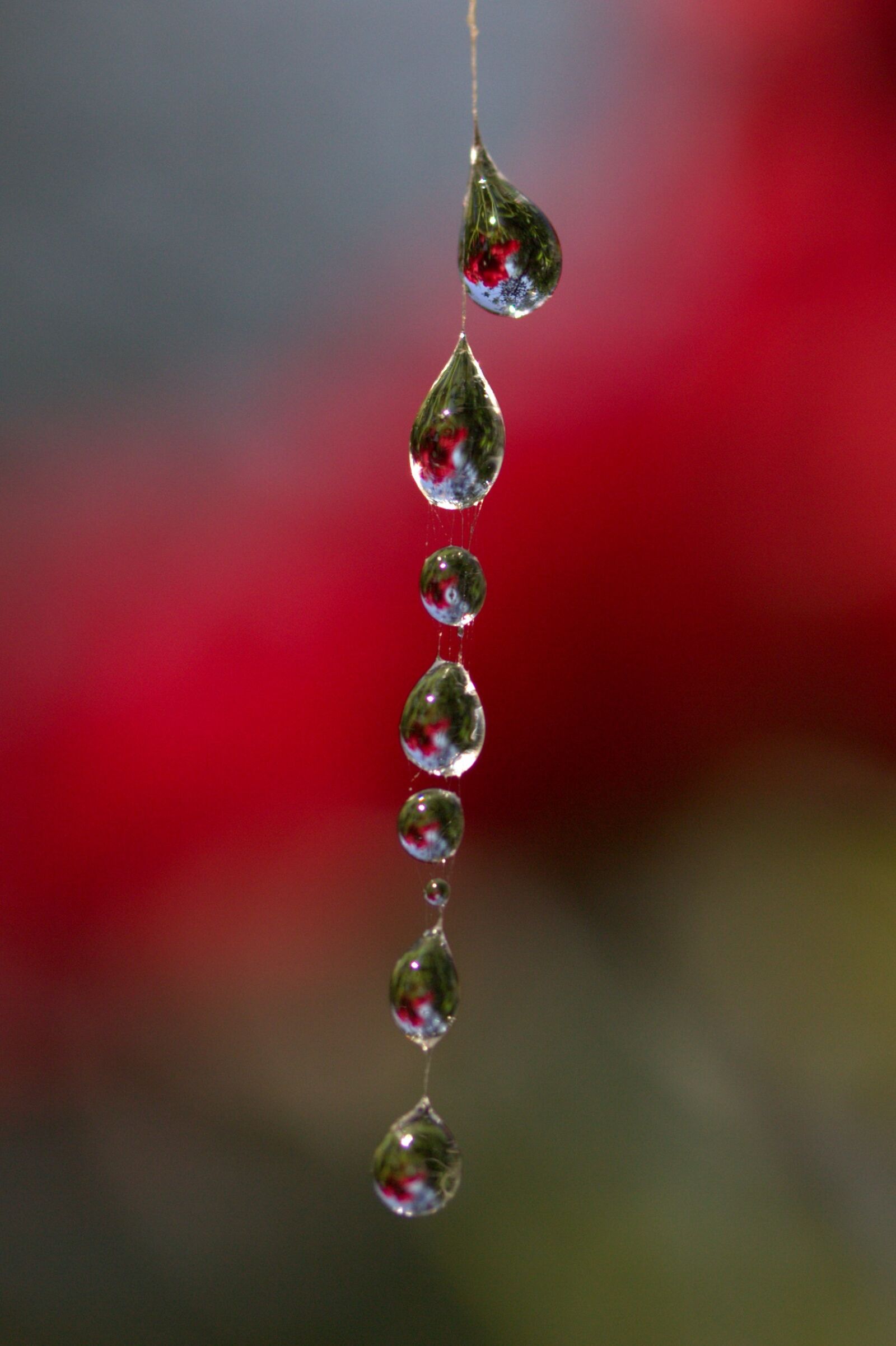 Canon EOS 700D (EOS Rebel T5i / EOS Kiss X7i) sample photo. Spider web, drops, place photography