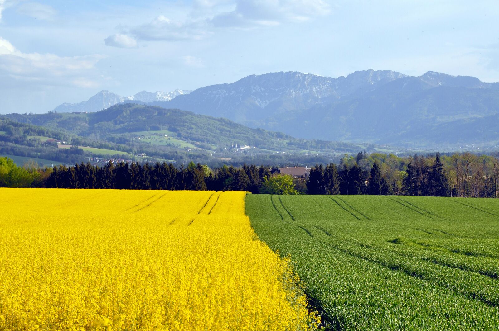 Nikon D90 sample photo. Spring, field of rapeseeds photography