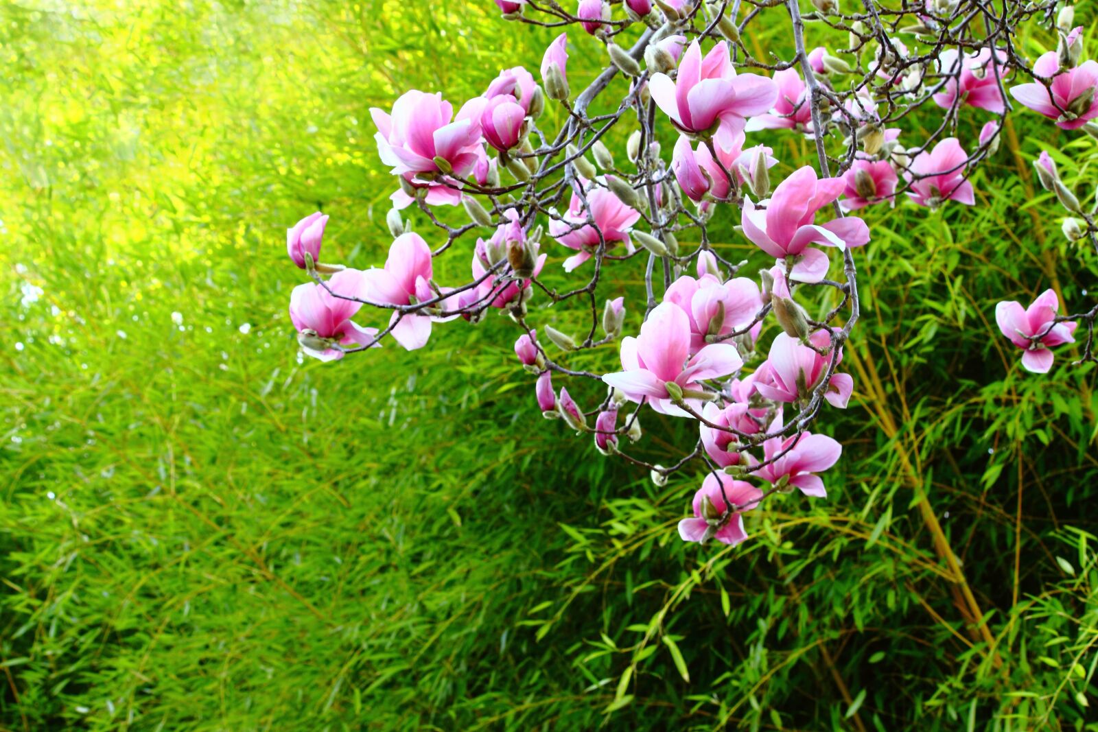 Canon EOS 500D (EOS Rebel T1i / EOS Kiss X3) sample photo. Nature, flower, flora photography