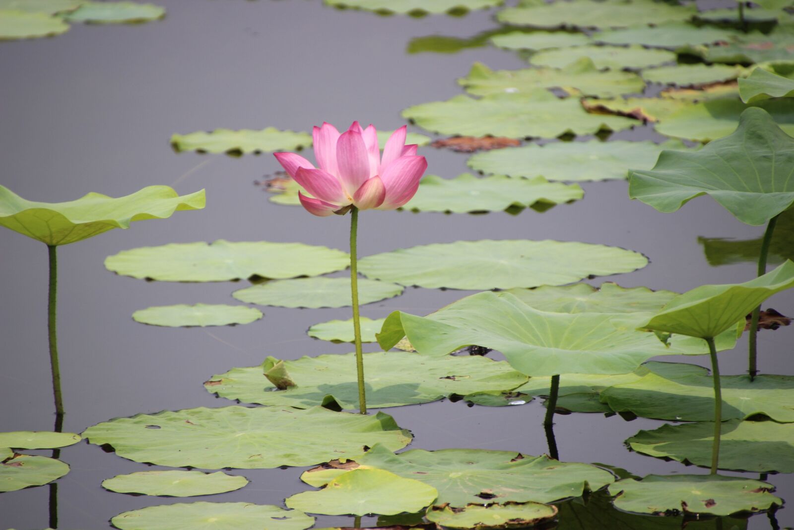 Canon EOS 600D (Rebel EOS T3i / EOS Kiss X5) sample photo. Lotus, water lily, lotus photography
