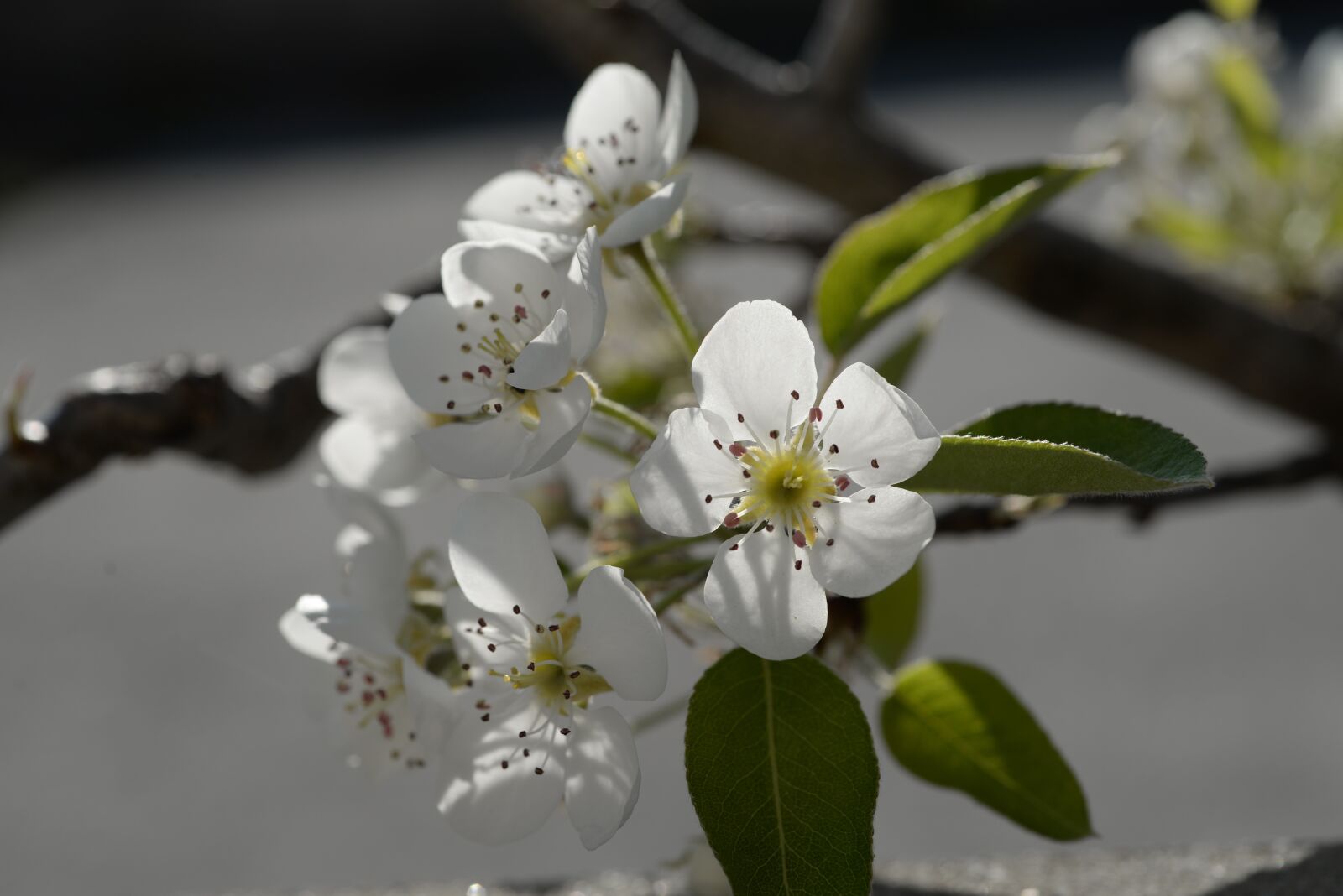 Nikon D610 sample photo. Spring, white, bloom photography
