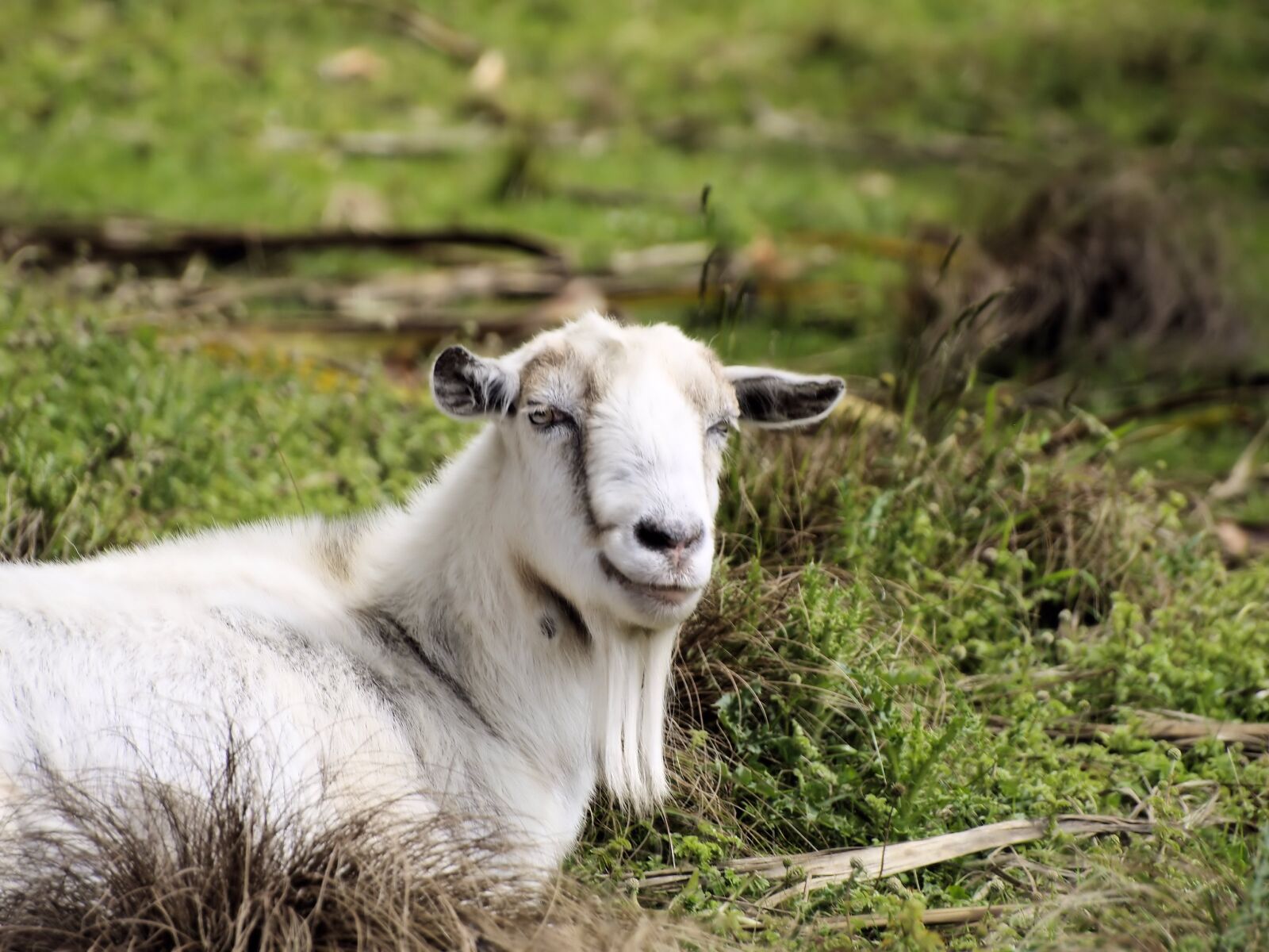 Olympus E-400 (EVOLT E-400) sample photo. Goat, face, beard photography
