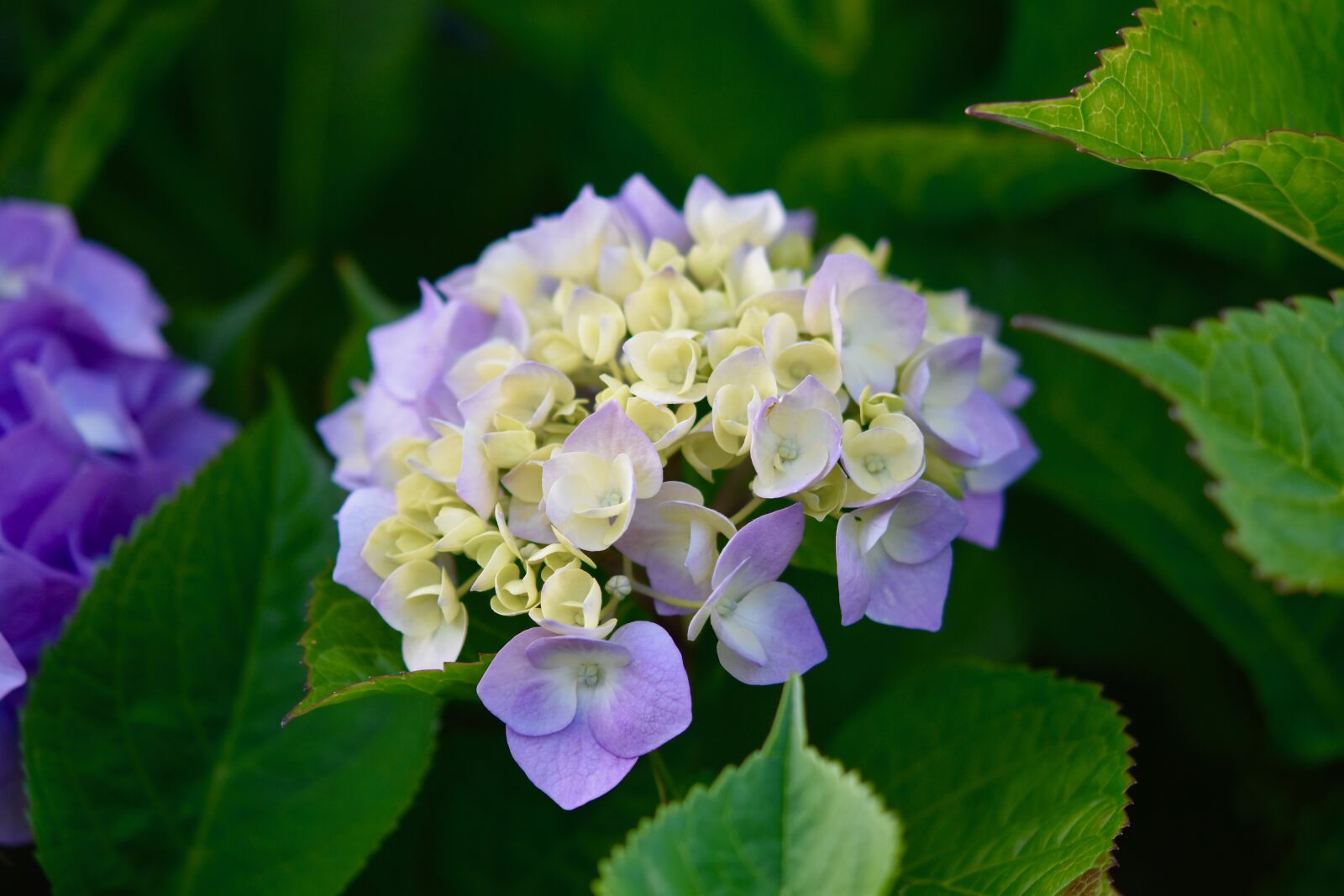 Nikon D5600 sample photo. Flower, flower hydrangea, plant photography