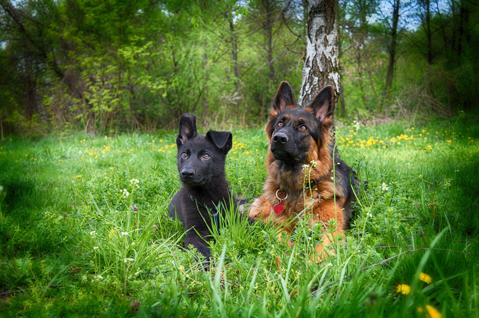 Nikon D3200 sample photo. Dog, zvierata, german ovciak photography
