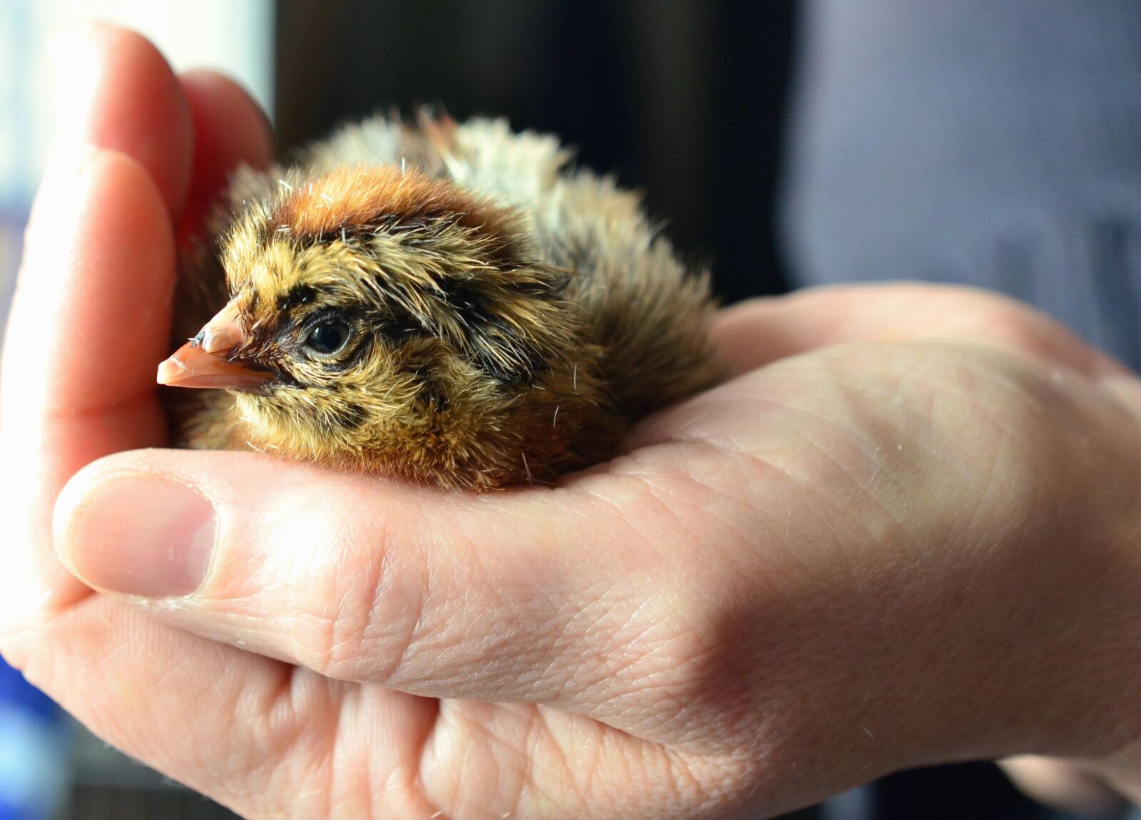 Nikon D5100 sample photo. Feather, chicken, young, hand photography