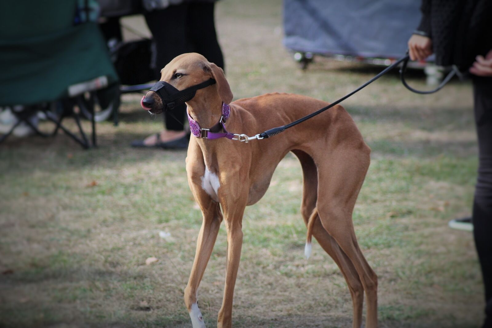 Canon EOS 1200D (EOS Rebel T5 / EOS Kiss X70 / EOS Hi) sample photo. Dog, inmate, a friend photography