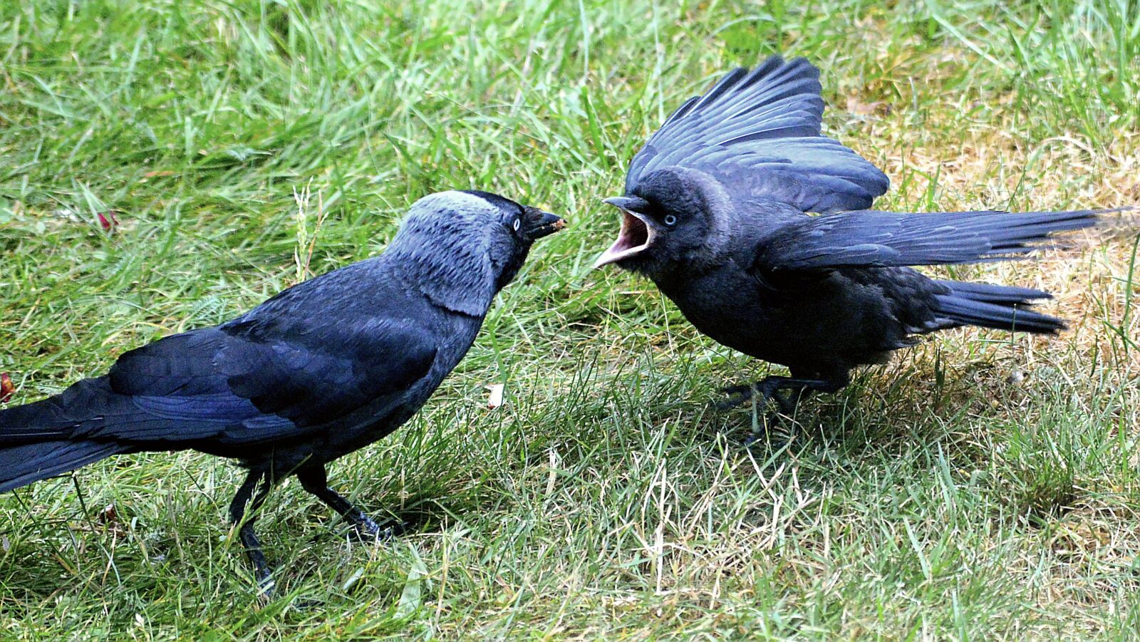 Nikon D3200 sample photo. Young animal, jackdaw, hunger photography