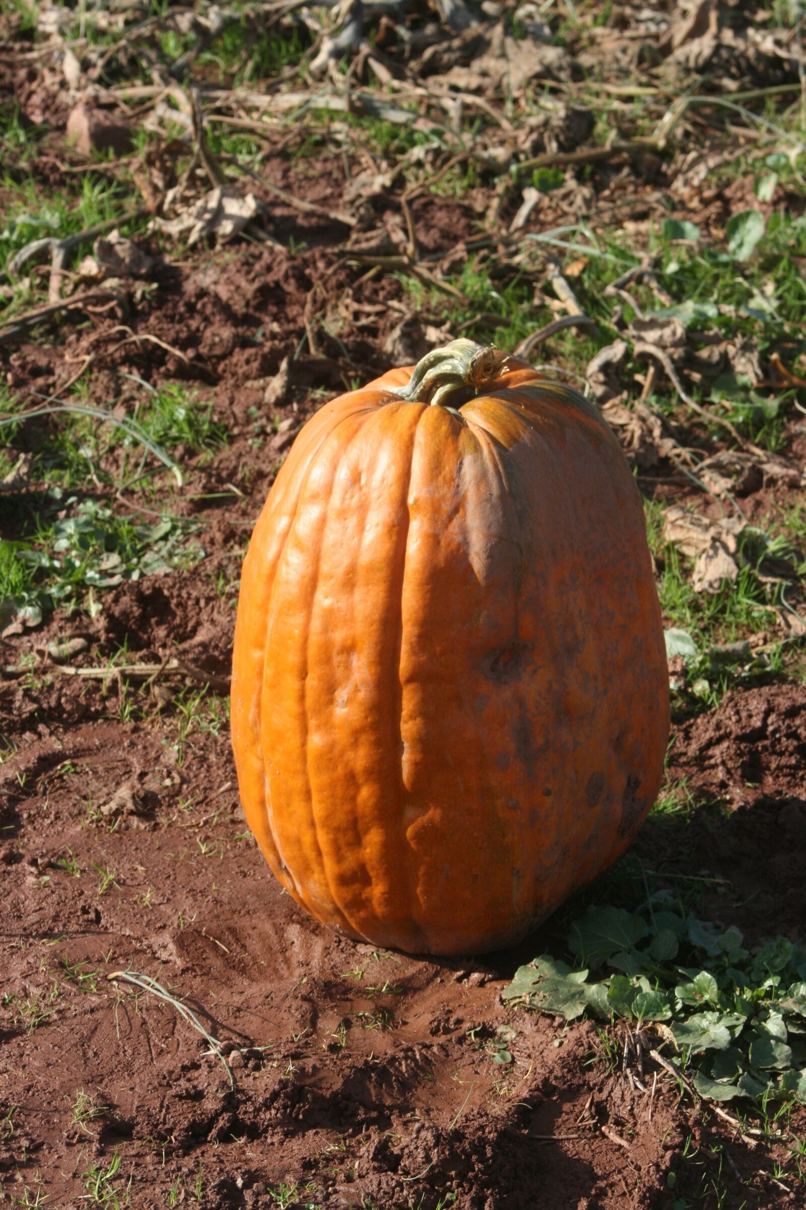 Canon EOS 400D (EOS Digital Rebel XTi / EOS Kiss Digital X) sample photo. Pumpkin, field, autumn photography