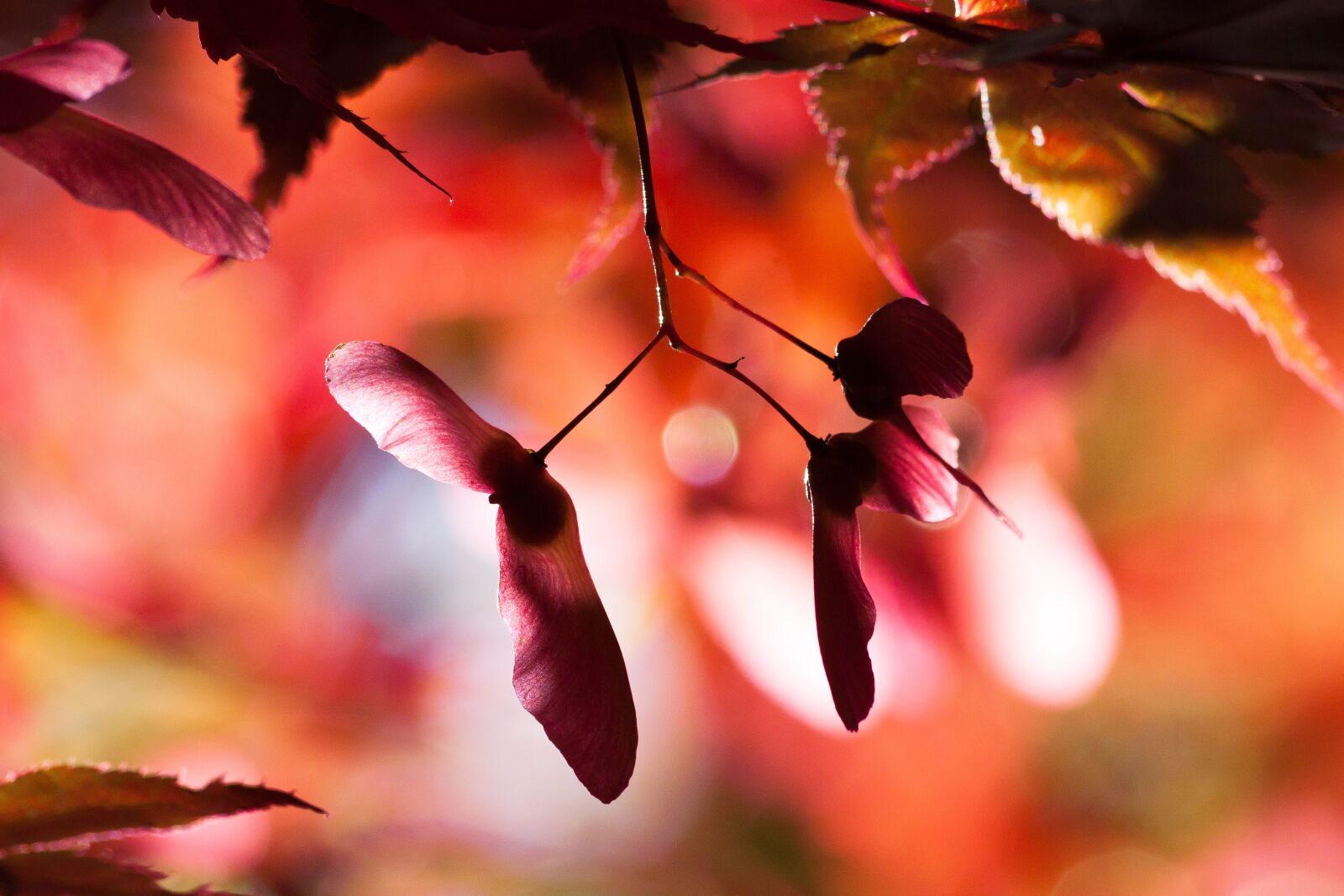Canon EOS 50D sample photo. Maple, autumn, infructescence photography