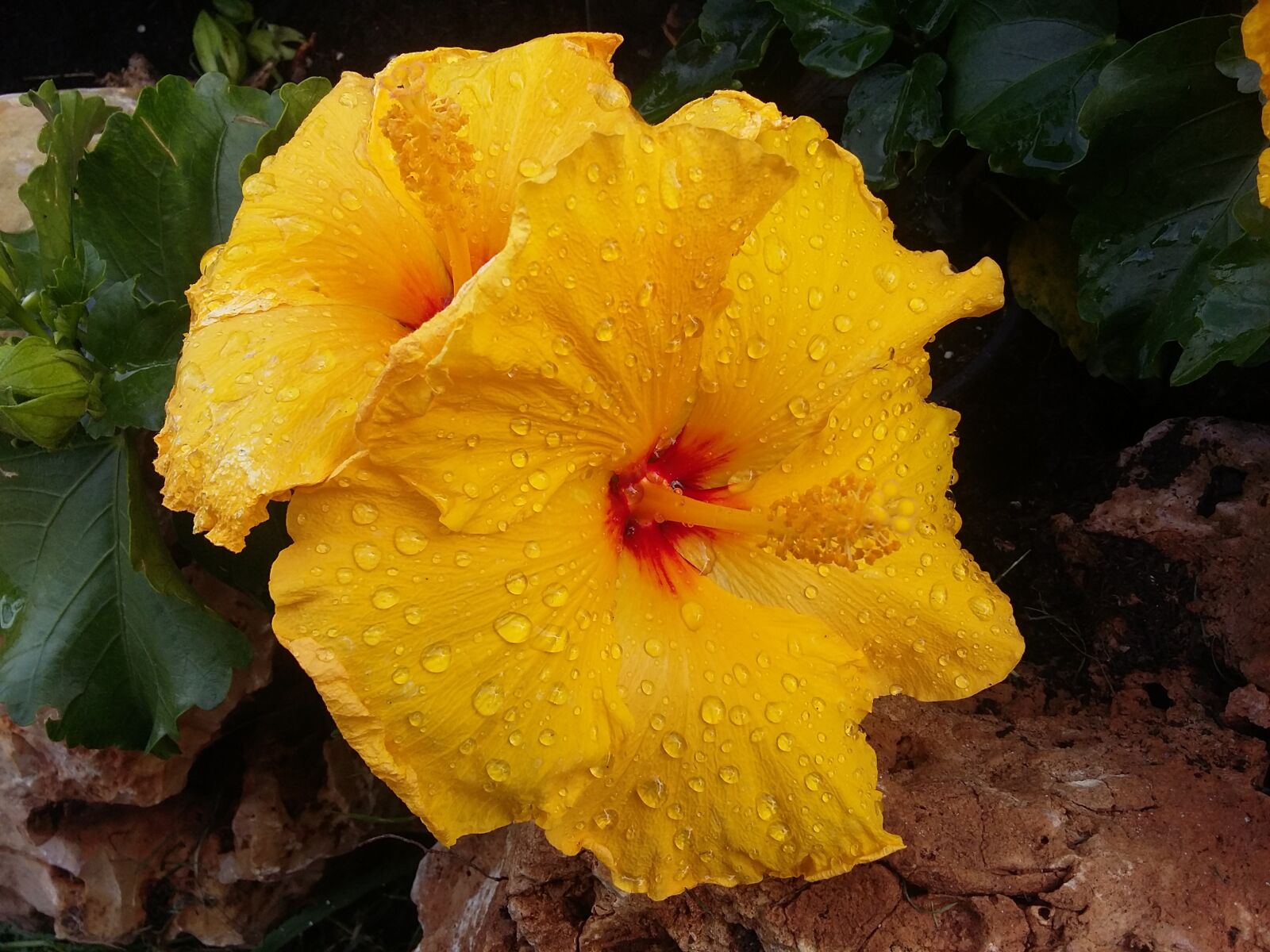 Samsung Galaxy Grand Prime sample photo. Flower, flowers, leaf photography