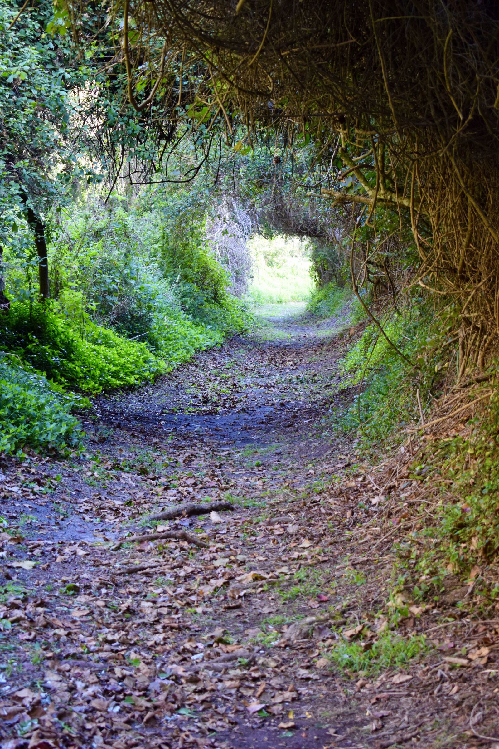 Nikon D5300 sample photo. Path, light at end photography