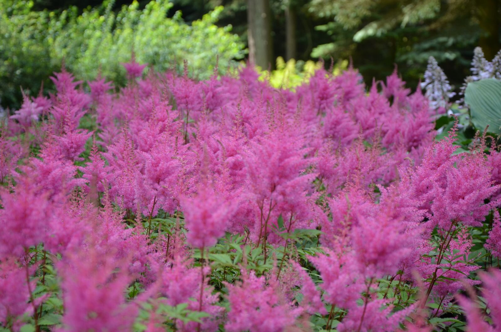 Nikon D5100 sample photo. Pink, flowers, nature photography