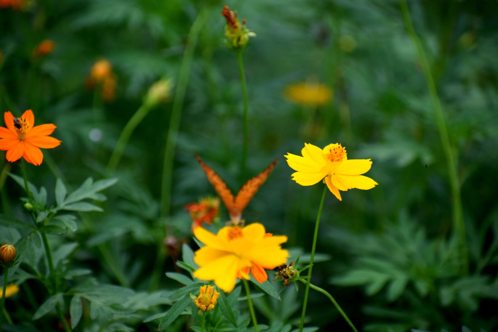 Nikon D3300 sample photo. Nature, garden, butterfly photography