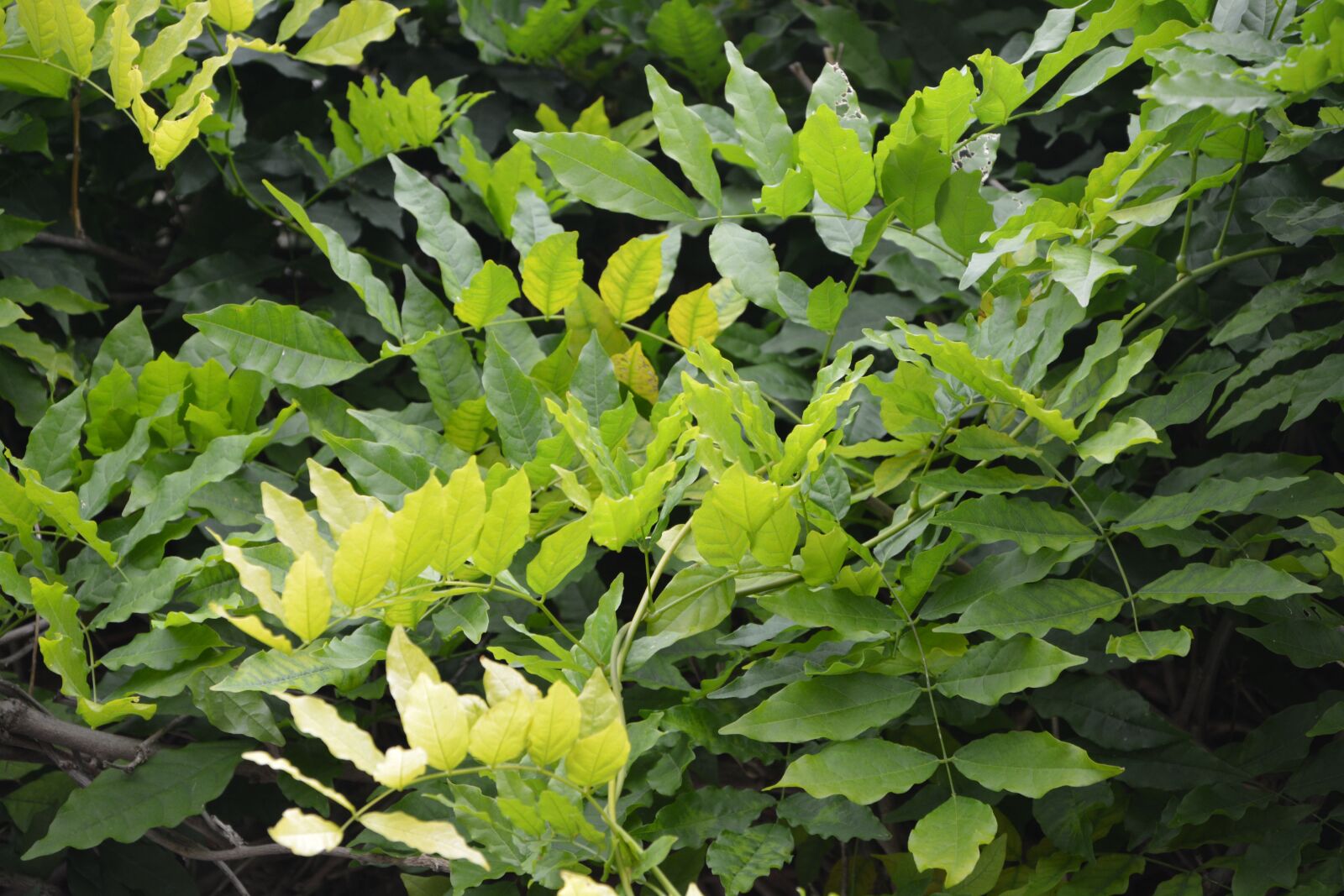 Nikon D5200 sample photo. Green leaves, foliage, nature photography
