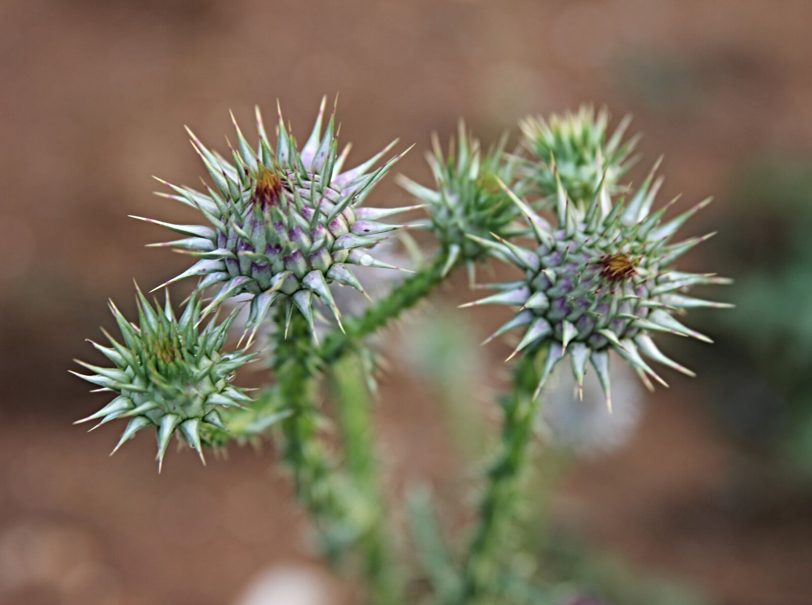 Canon EF 24-70mm F2.8L II USM sample photo. Wild plants, plant, green photography