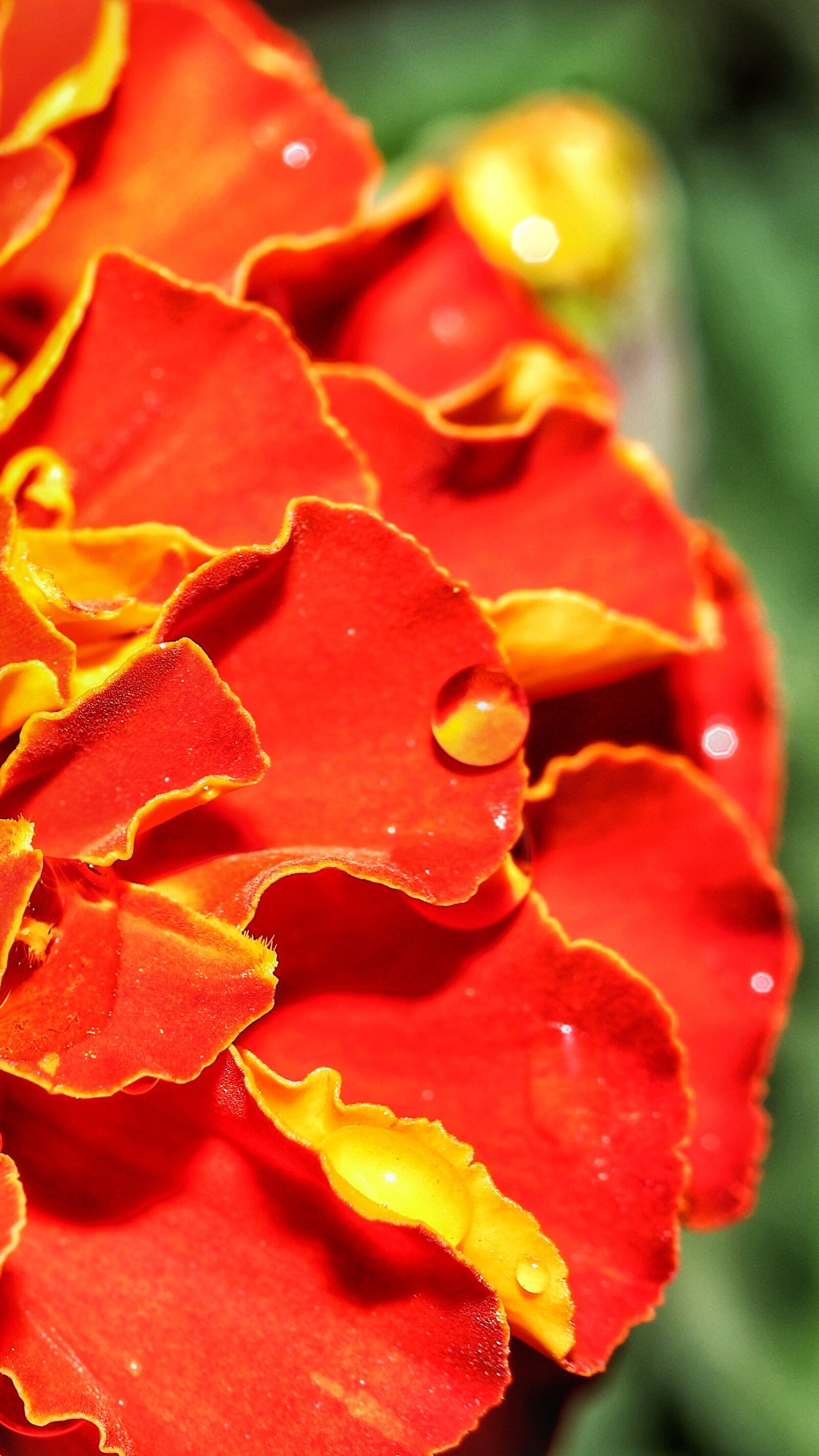 Canon EOS 80D sample photo. Marigold, flower, red photography