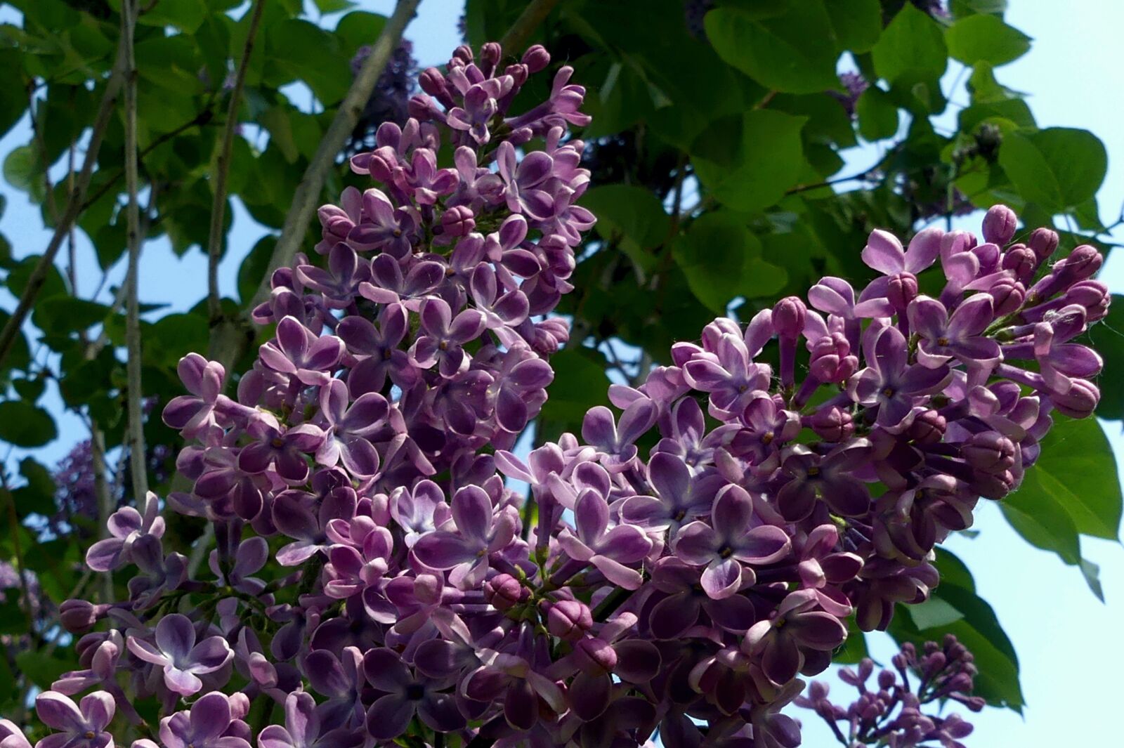 Panasonic Lumix DMC-FZ300 sample photo. Lilac, lilac tree, flowers photography