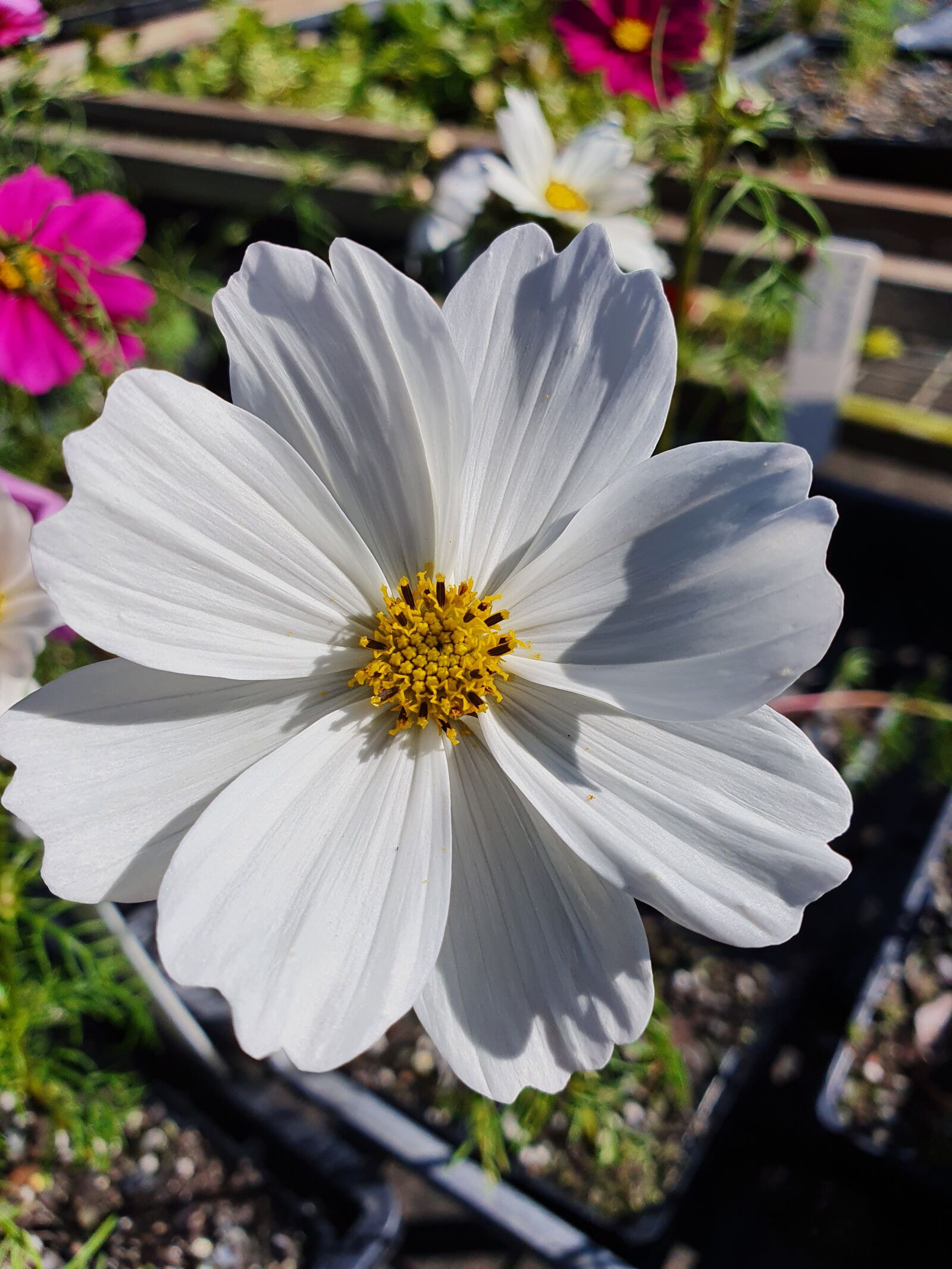 Samsung Galaxy S10 sample photo. Cosmos, flower, bloom photography