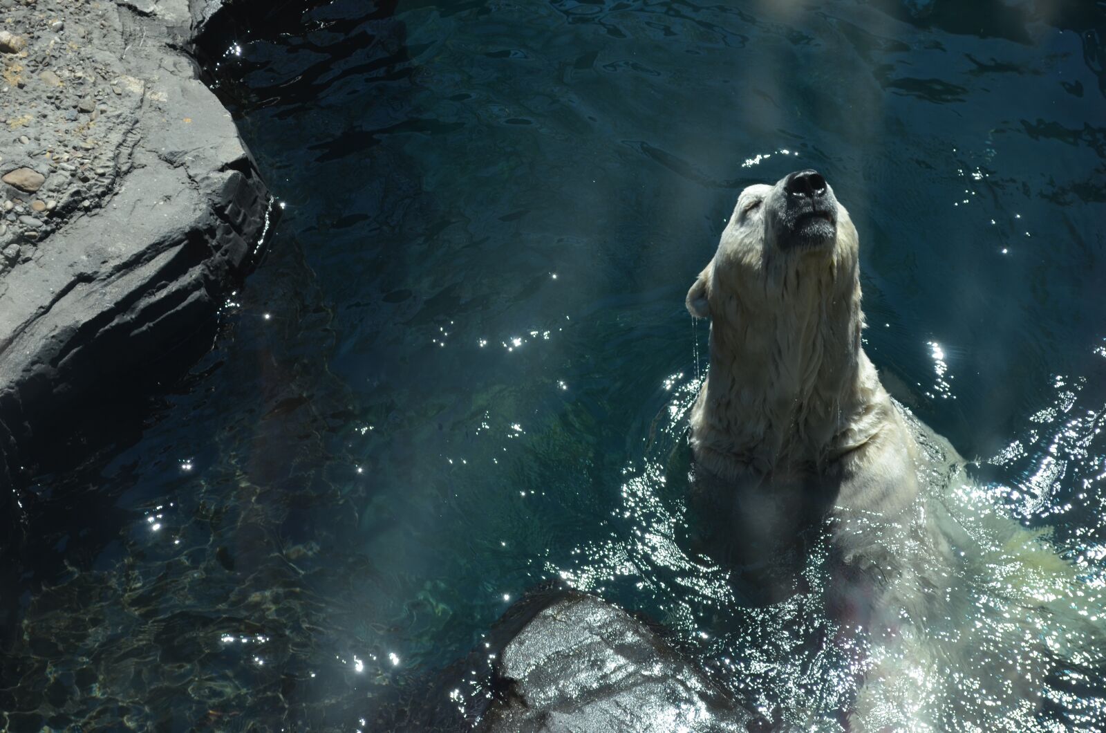 Nikon D5100 sample photo. Zoo, bear, animals photography