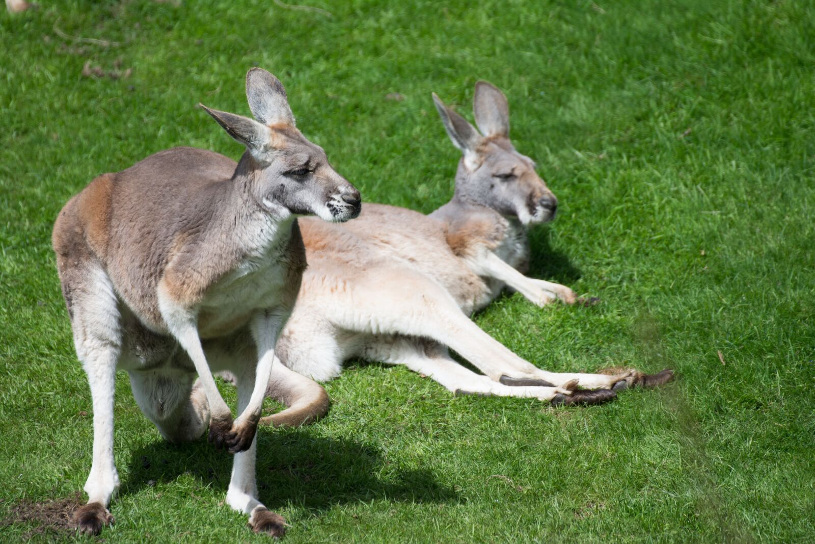 Nikon D7100 sample photo. Marsupial, zoo, kangaroos photography