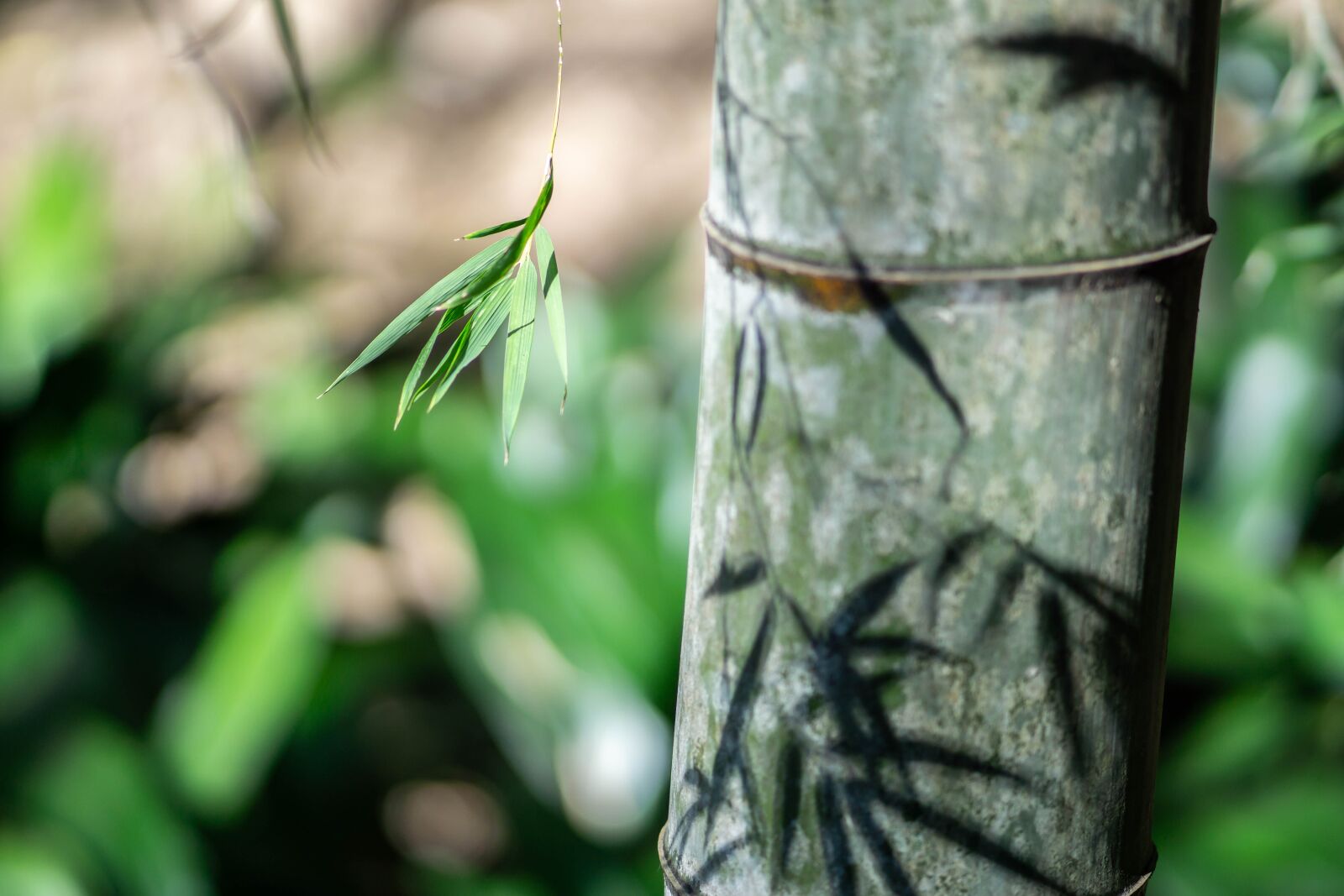 Sony FE 85mm F1.8 sample photo. Bamboo, a bamboo thicket photography