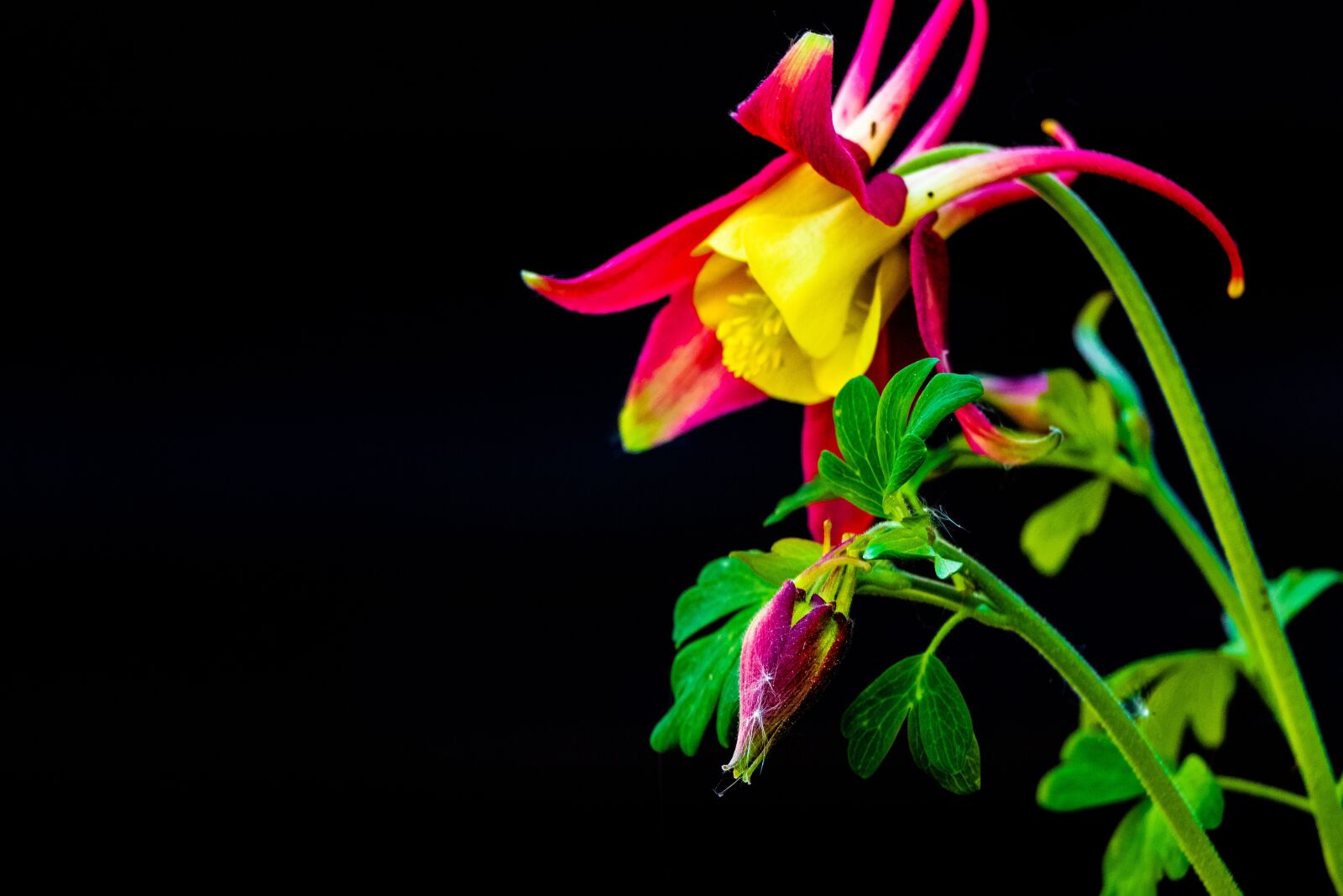 Canon EF 70-300 F4-5.6 IS II USM sample photo. Columbine, blossom, bloom photography