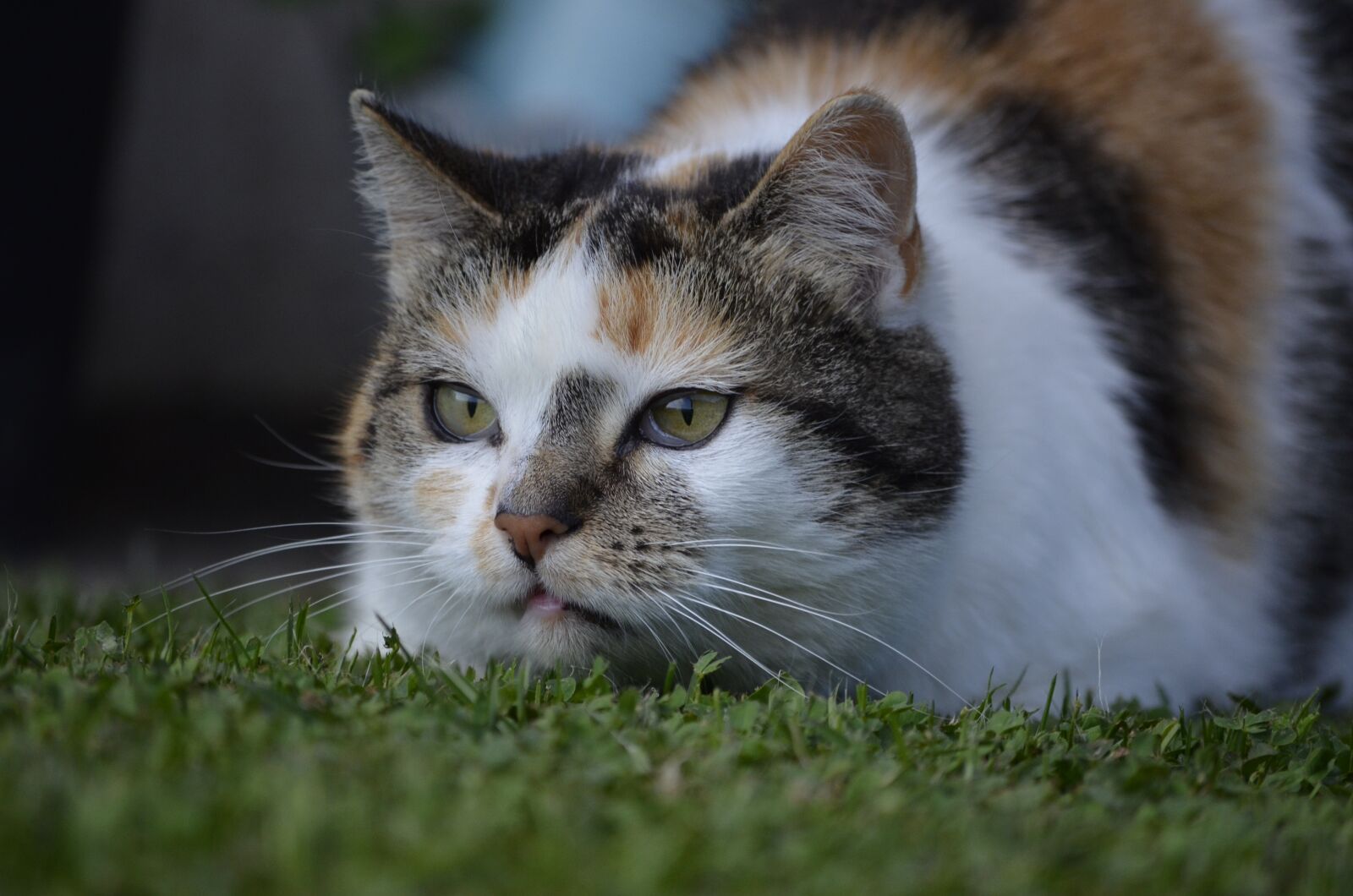 Nikon D5100 sample photo. Hilde, cat, nature photography