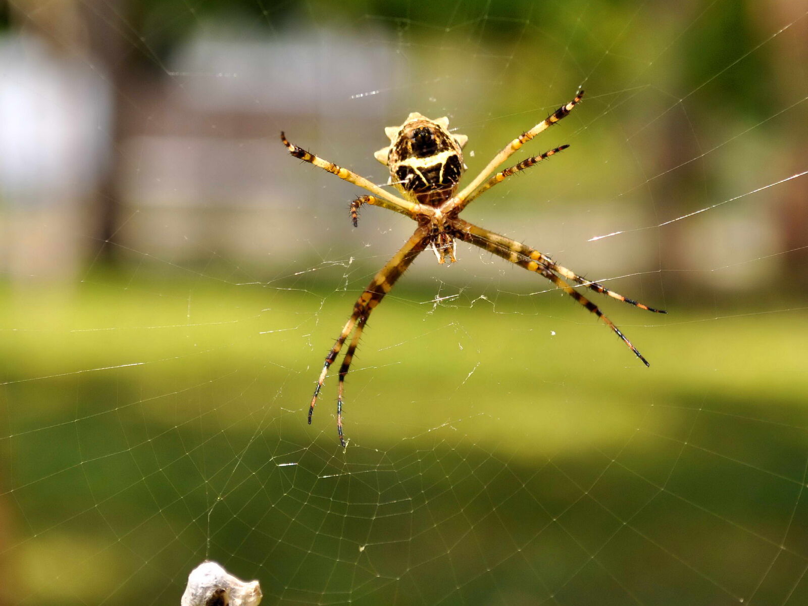 Nikon D5000 sample photo. Spider, net, close photography