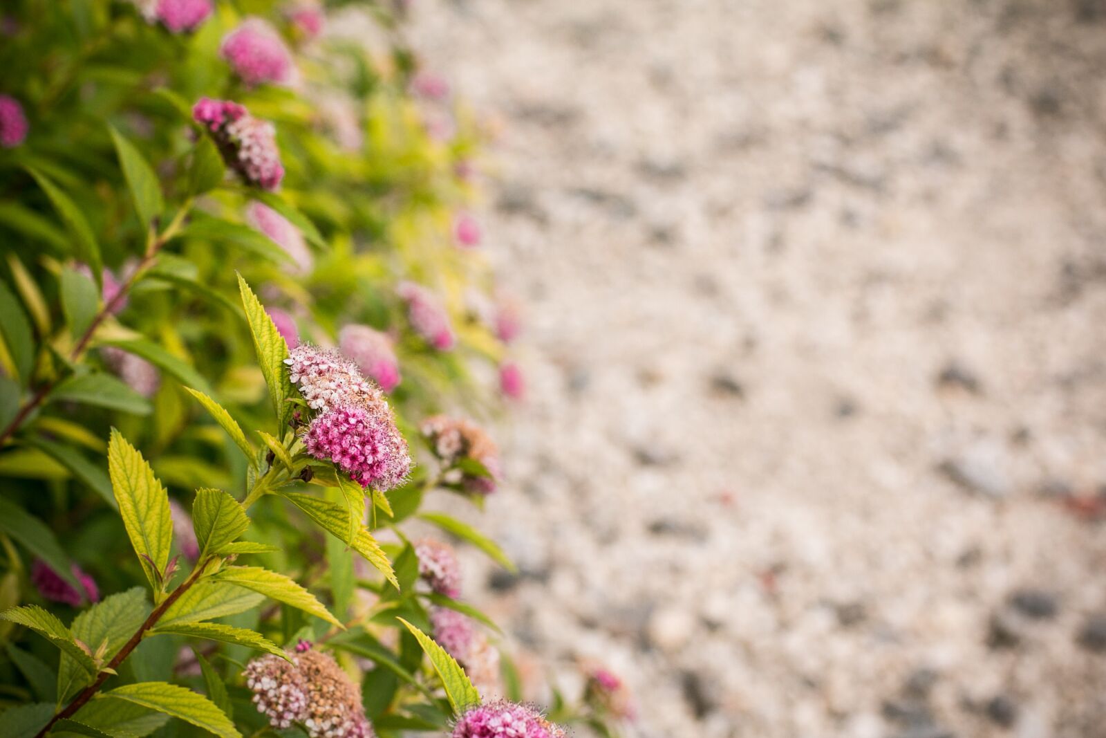 Canon EOS 70D + Canon EF 50mm F1.4 USM sample photo. Flower, pink, nature photography