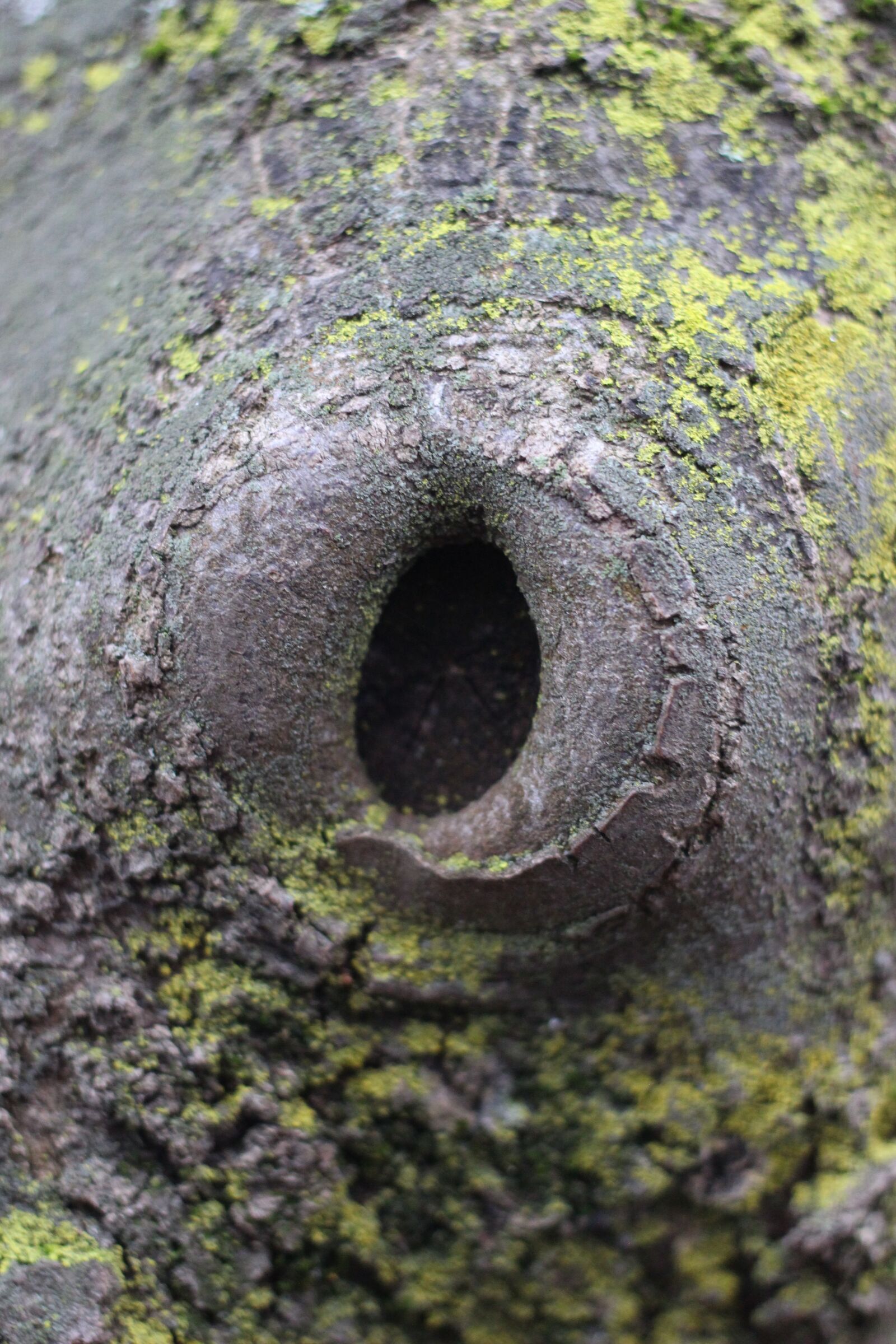 Canon EOS 100D (EOS Rebel SL1 / EOS Kiss X7) + Canon EF 40mm F2.8 STM sample photo. Knothole, tree, nature photography