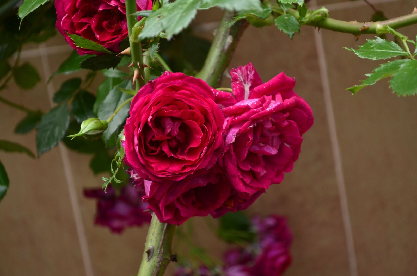 Nikon D5100 sample photo. Rose, flower, red rose photography