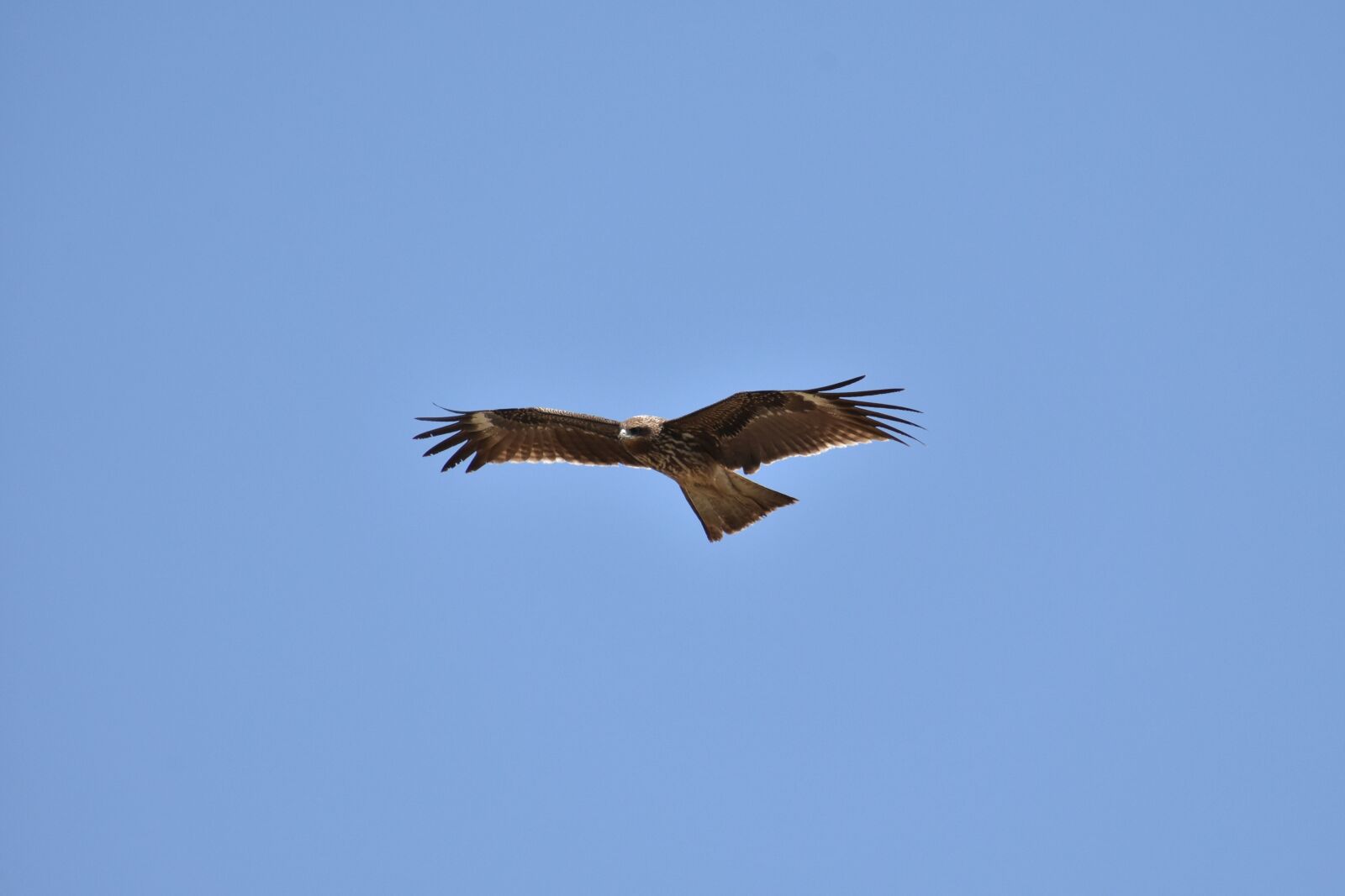 Nikon D7200 sample photo. Animal, sky, bird photography