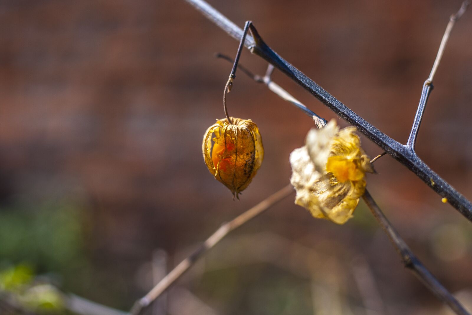 Nikon D60 sample photo. Uvilla dry, fruit, landscape photography