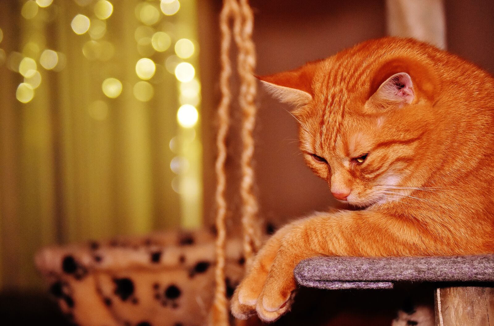 Nikon D7200 sample photo. Cat, red, funny photography