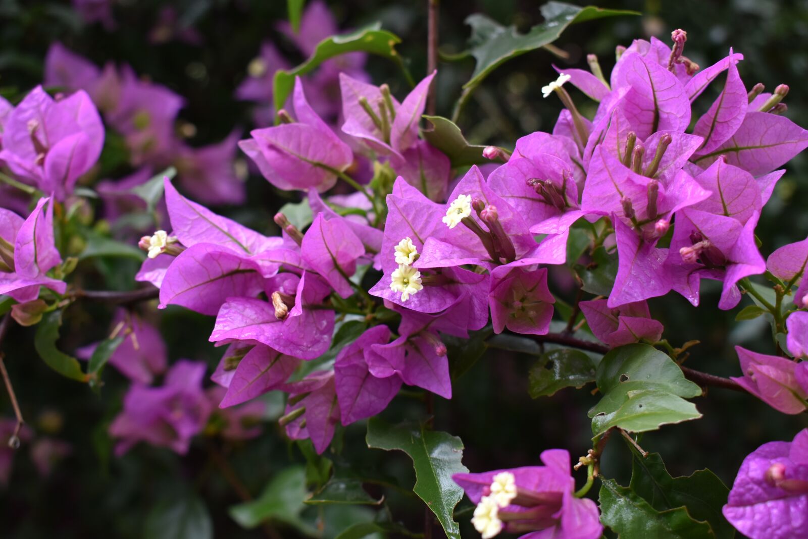 Nikon D5600 sample photo. Bougainvillea, flower, nature photography