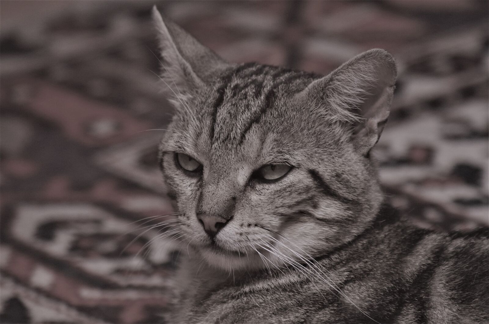 Pentax K-50 sample photo. Cat, calico cat, muzzle photography