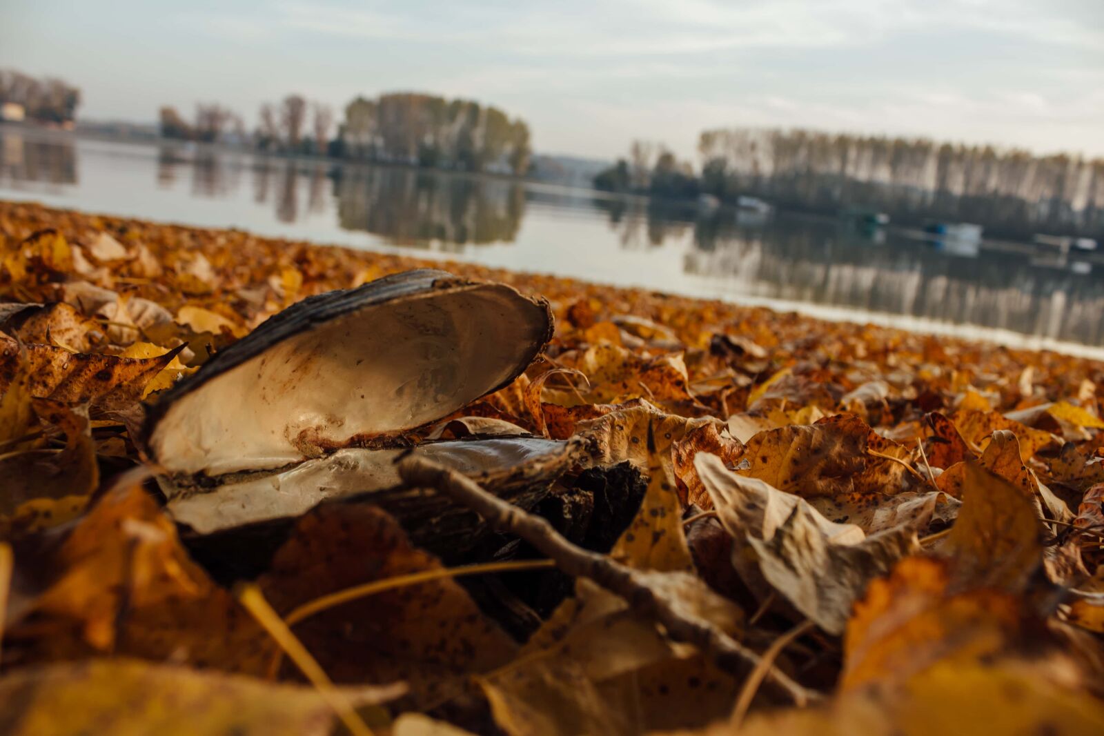 Canon EF-S 18-55mm F3.5-5.6 IS sample photo. Mussel, shell, autumn, yellow photography