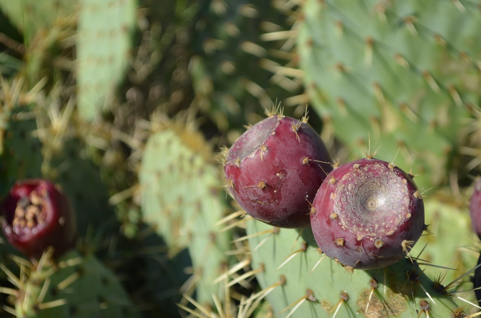 Nikon D5100 sample photo. Prickly pear, cactus, purple photography